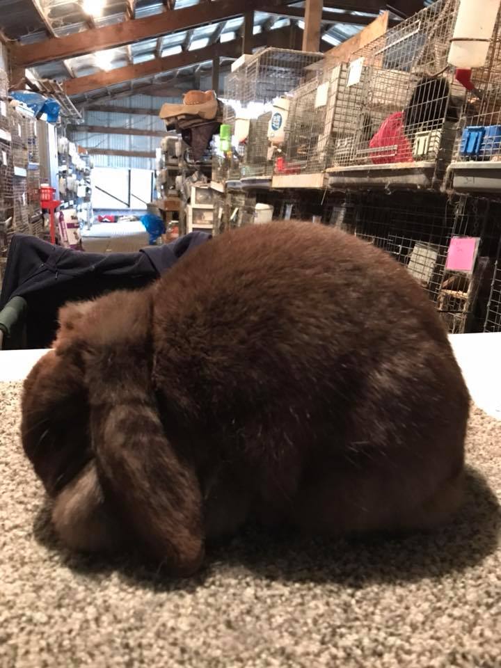 Velvet Touch Rabbitry | Stafford OR