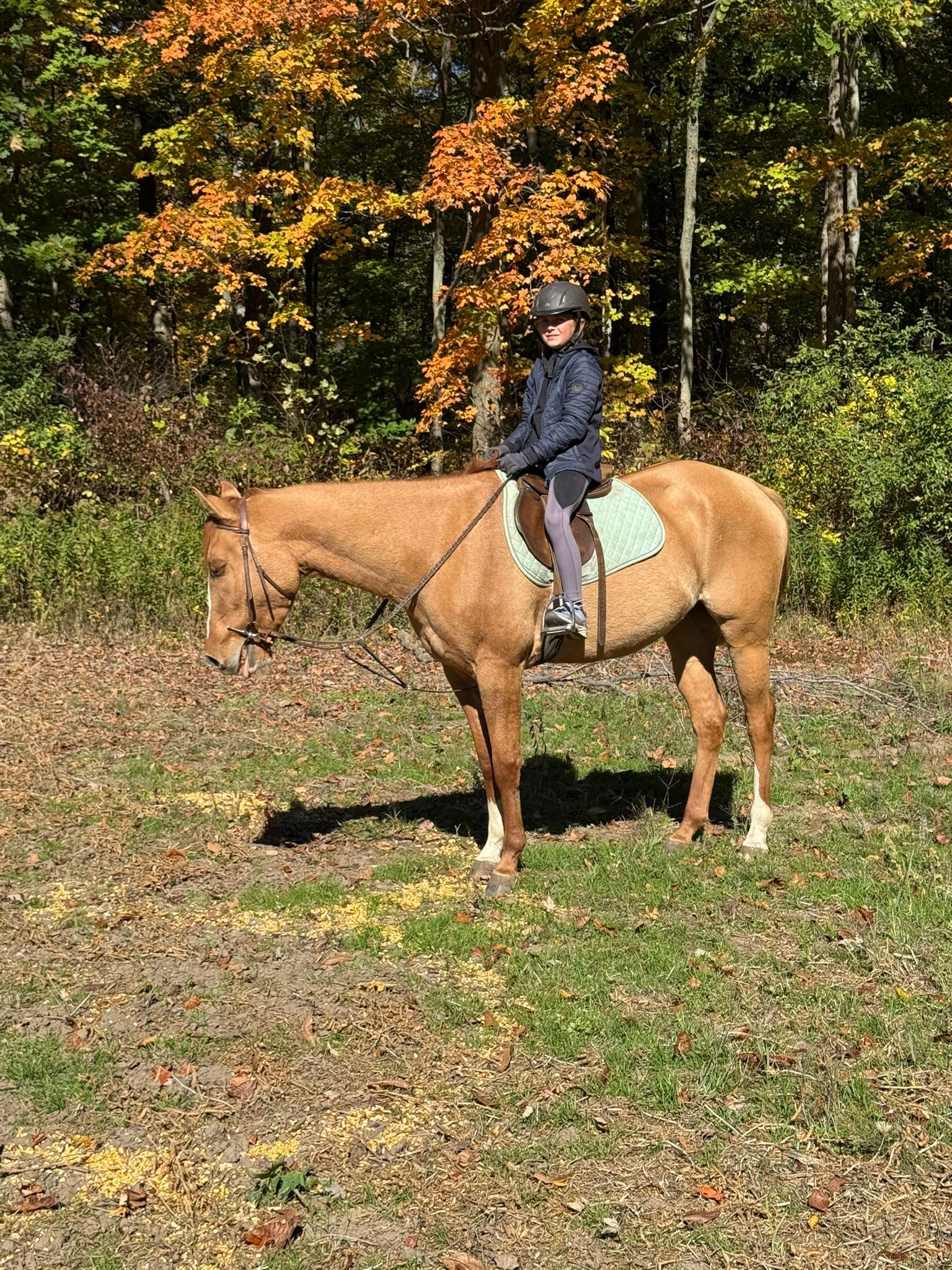 Carousel Stables added a new photo — at... - Carousel Stables