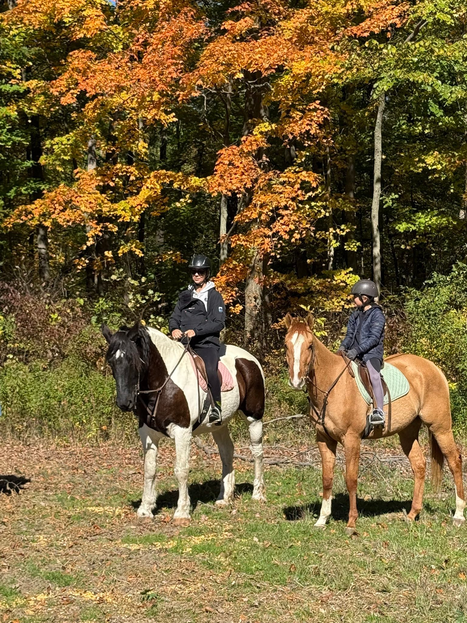 Carousel Stables added a new photo — at... - Carousel Stables