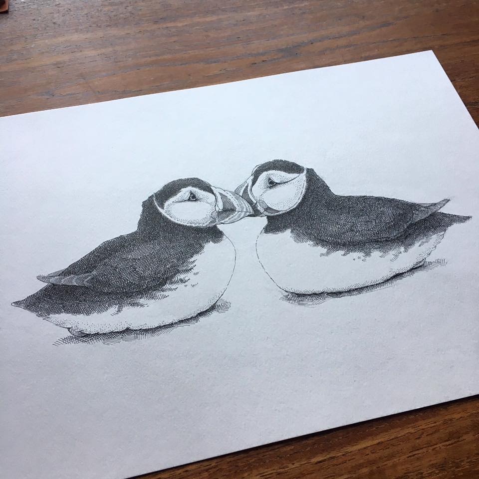 Draw Doodles Study - Søpapegøjerne er færdige. Og det er nu muligt at ...