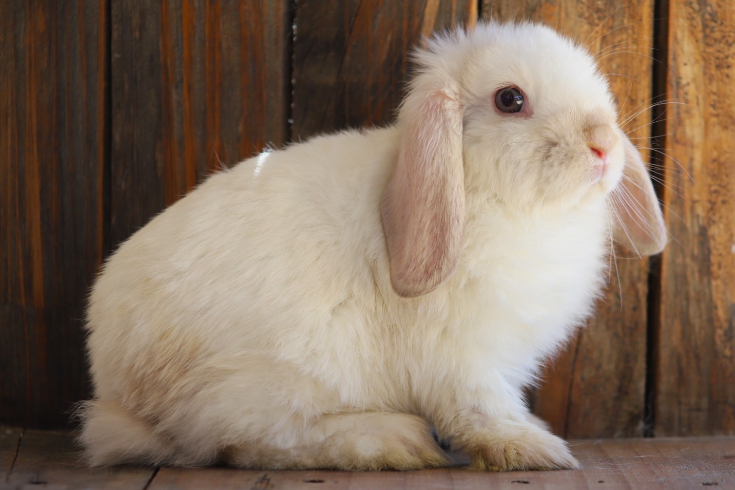 Barnica Bunnies - Mini Lop Bunny Rabbit Stud | Armidale NSW