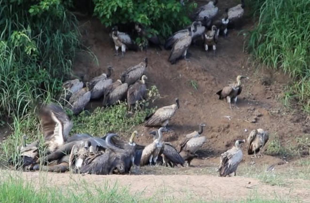 Humani -Turgwe River Lodge and Camp Sites | Chibuwe