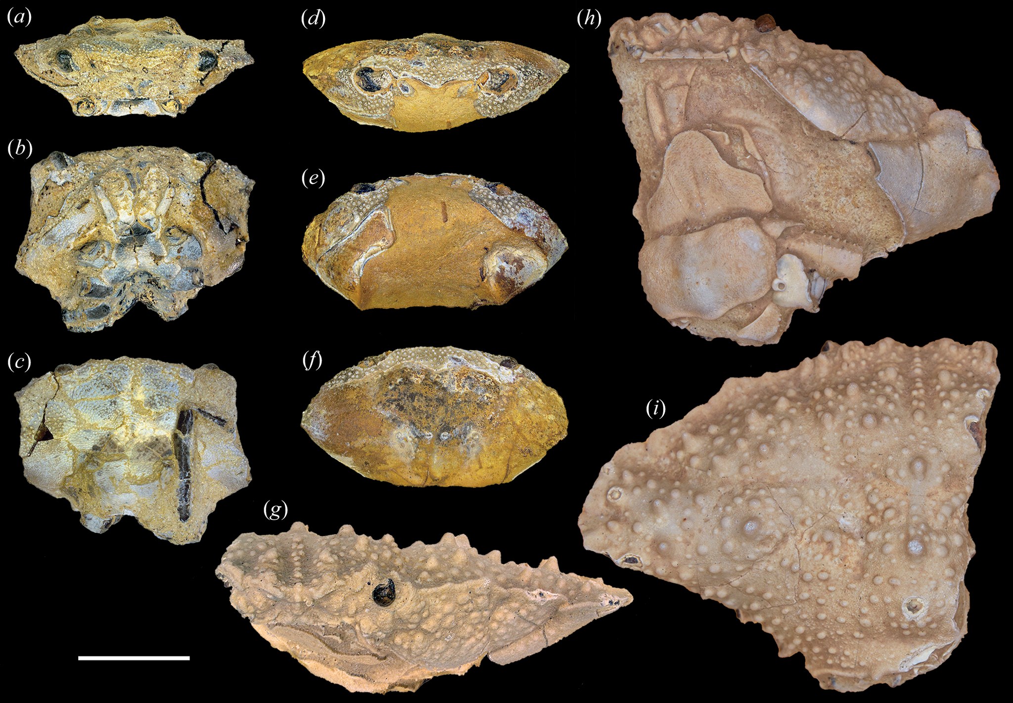 Royal - Exceptionally preserved Cretaceous crabs provide novel insights ...