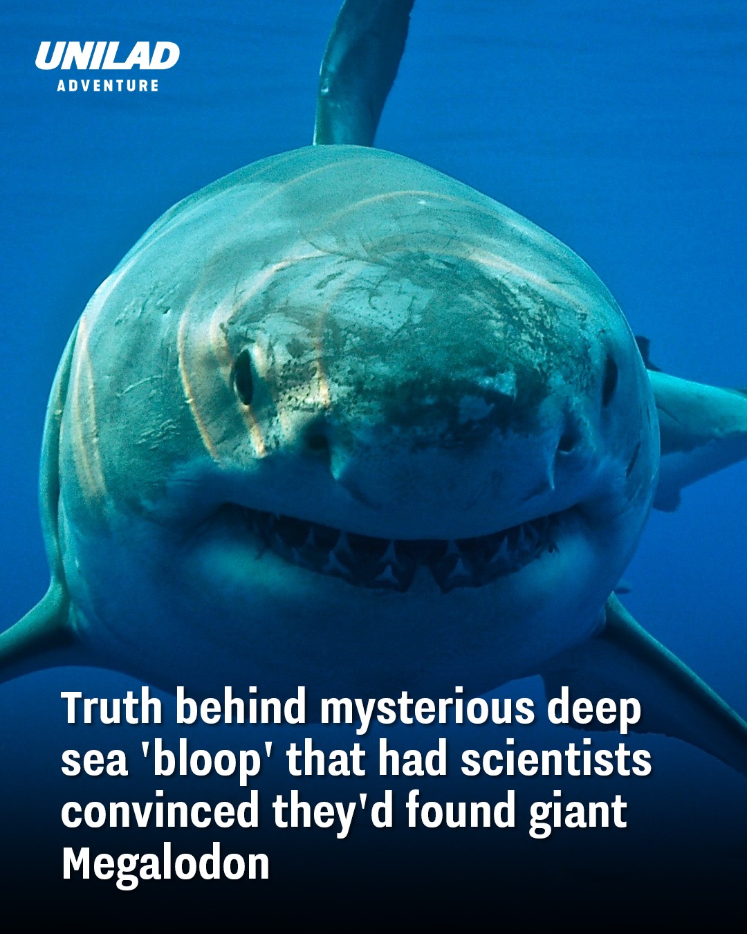 UNILAD - It’s a lot bigger than your average shark 😨 | Facebook