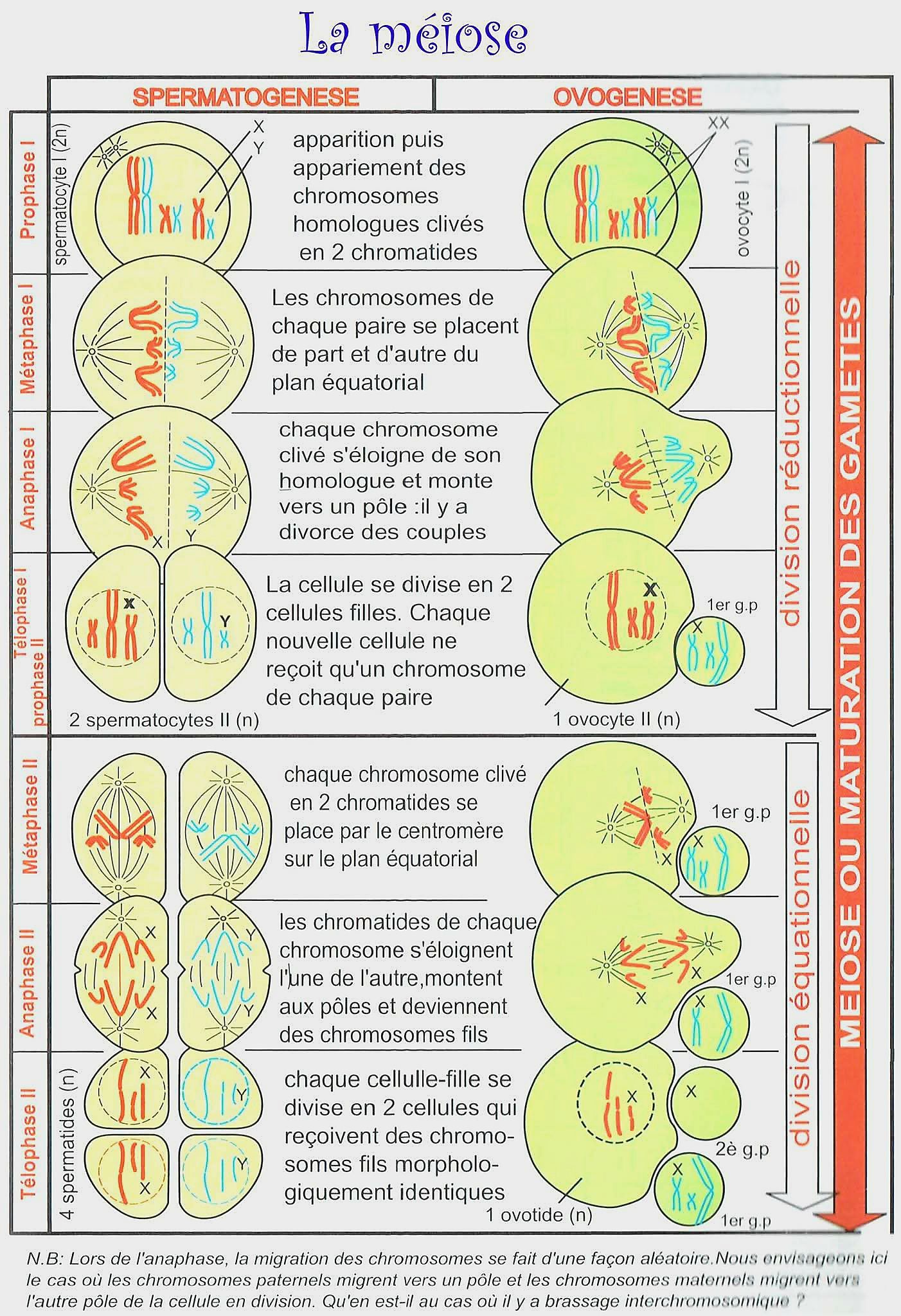 biologie-la-m-iose-est-une-double-division-cellulaire-r-ductionnelle