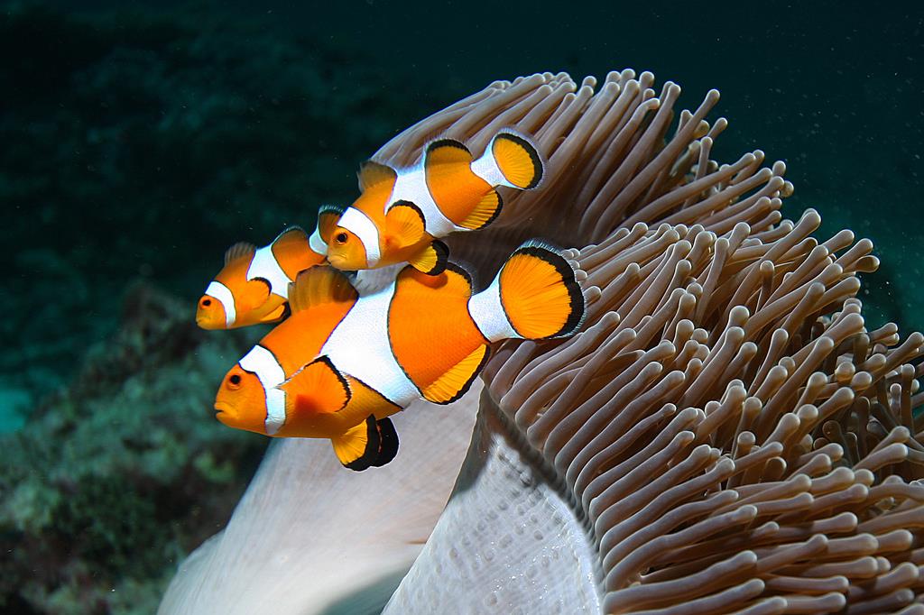 Aquarium Putrajaya Marina Home Facebook