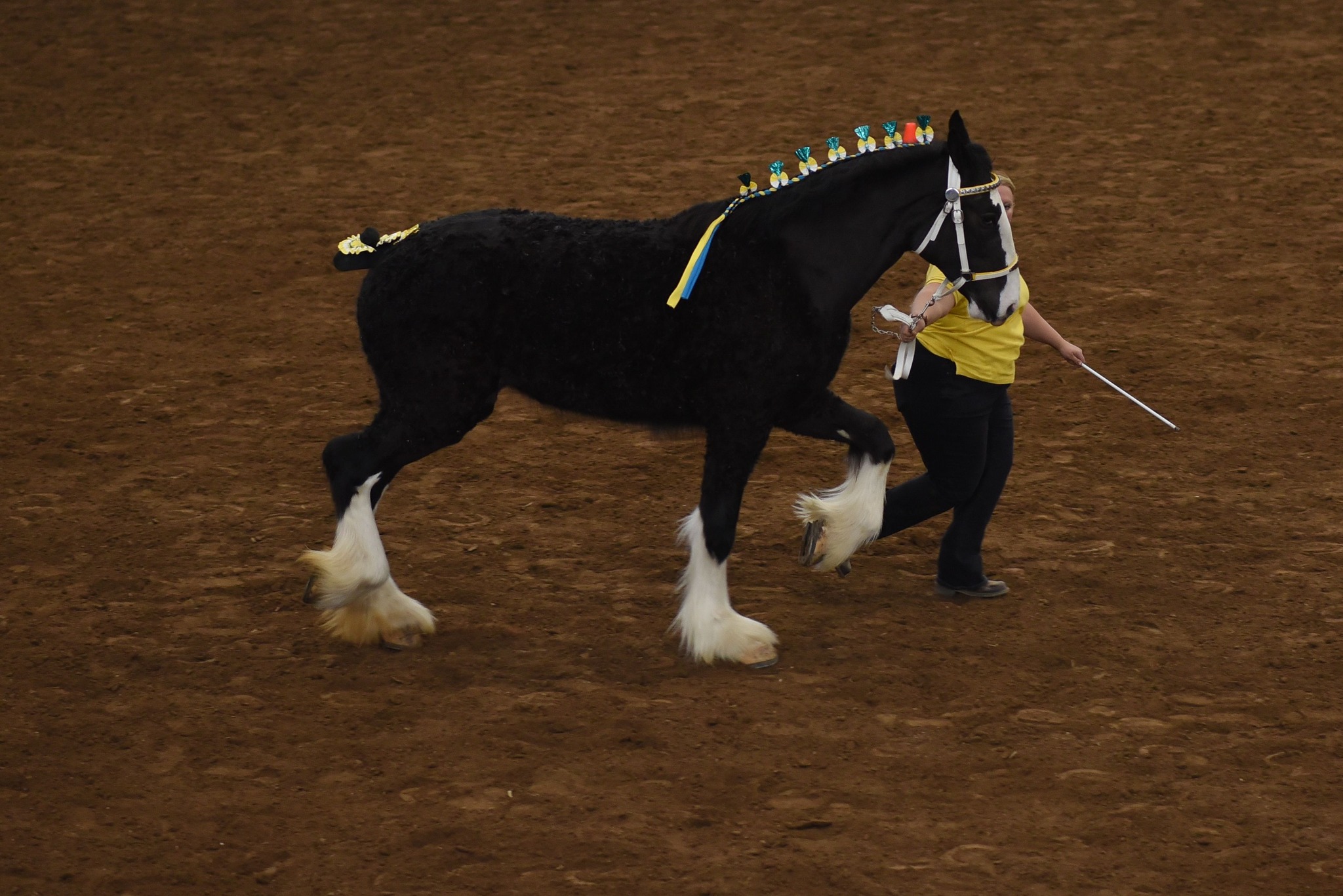 Debren Clydesdales / Chuckwagon Adventure | Hartstown PA