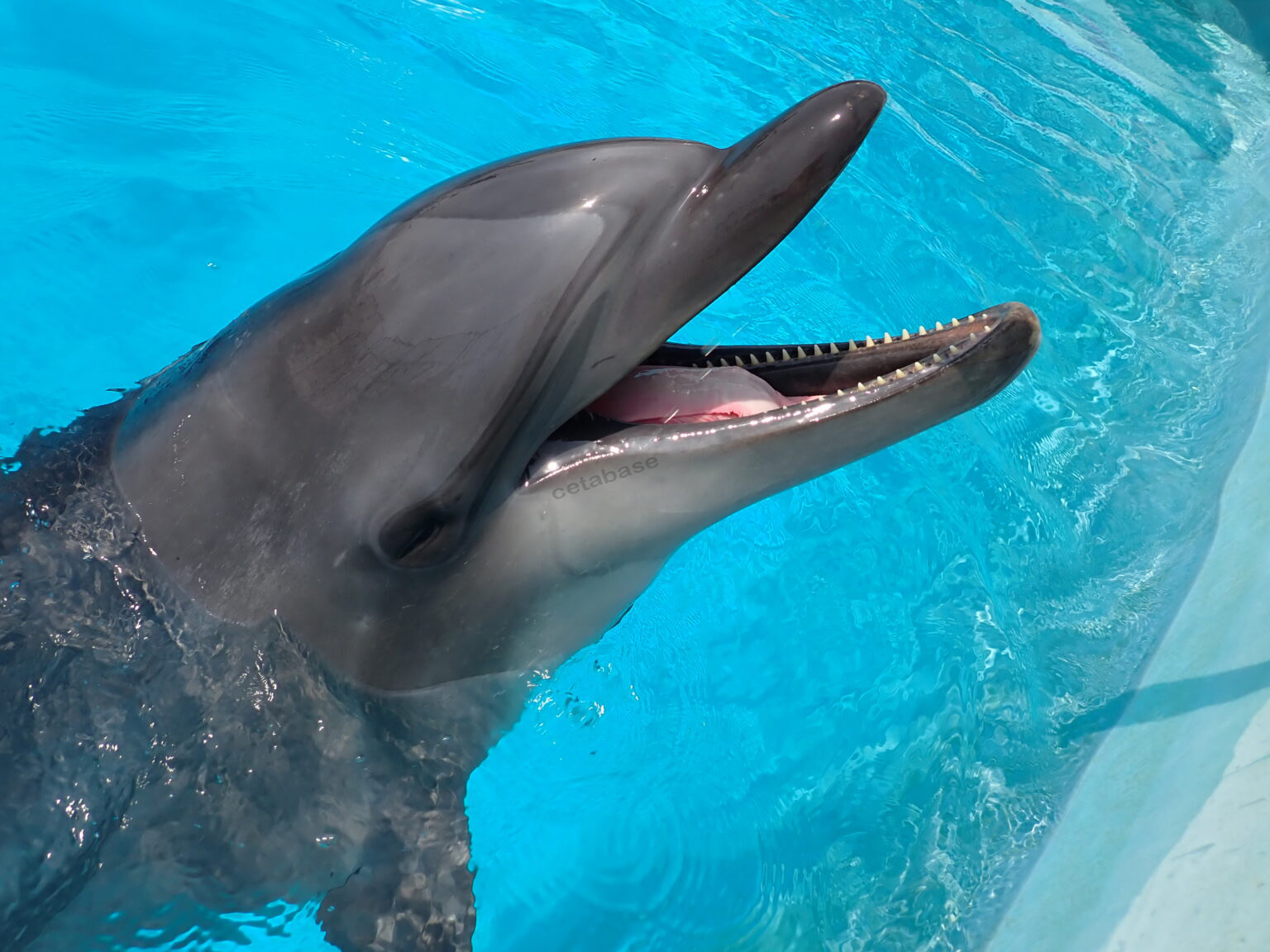 Bottlenose dolphin Rei arrives at Marine World Uminonakamichi