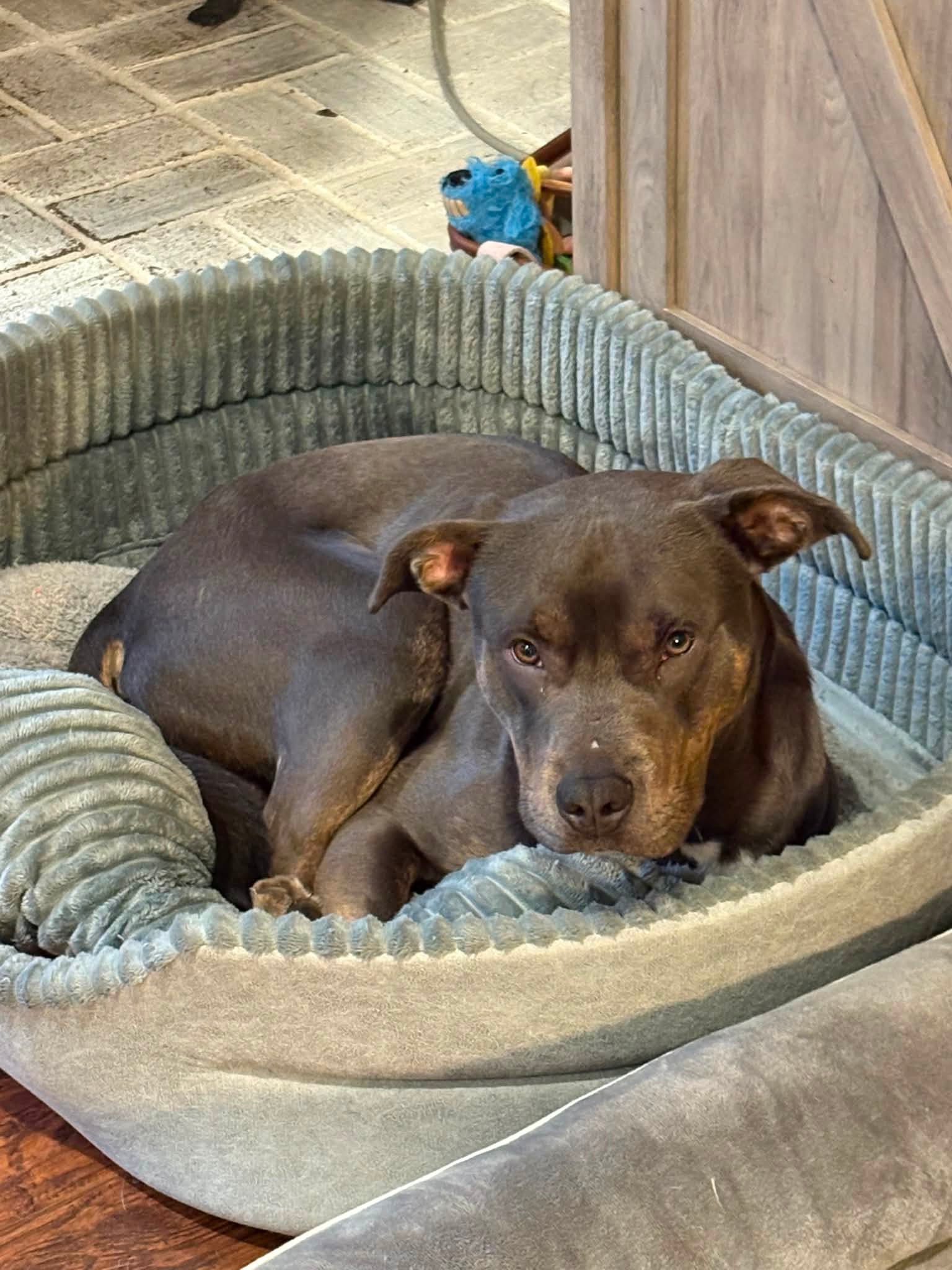 Brindle lab pitbull mix dog for rehoming in Toms River, NJ