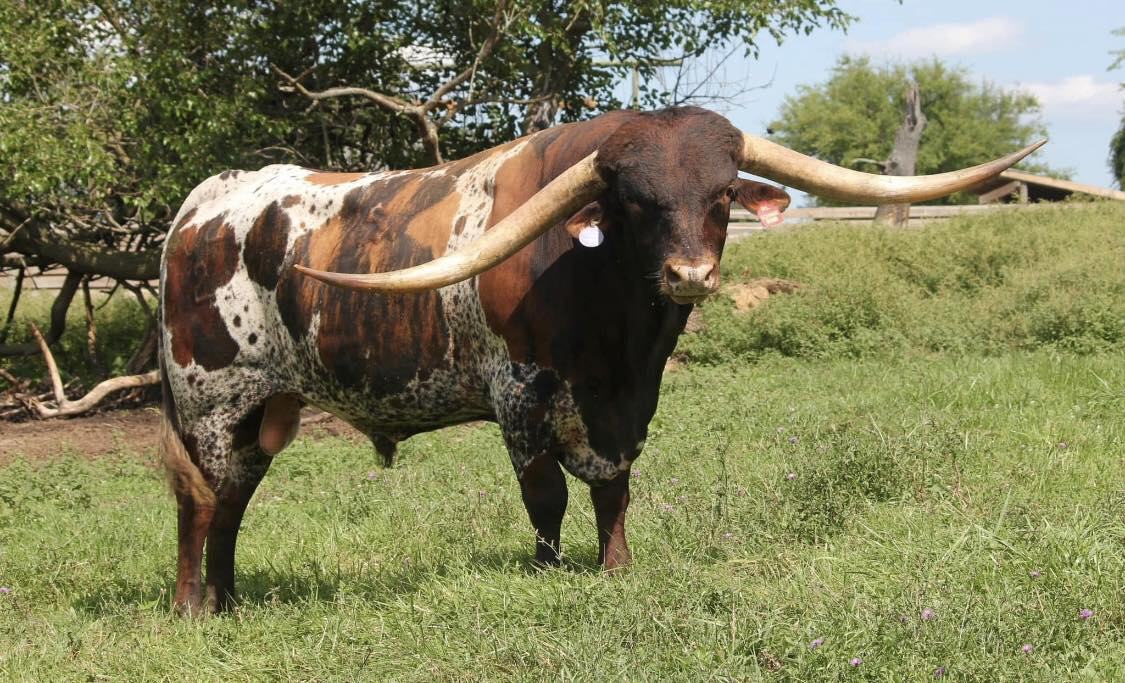 🏆 2026 ITLA FUTURITY CLASS... - Square One Longhorns | Facebook