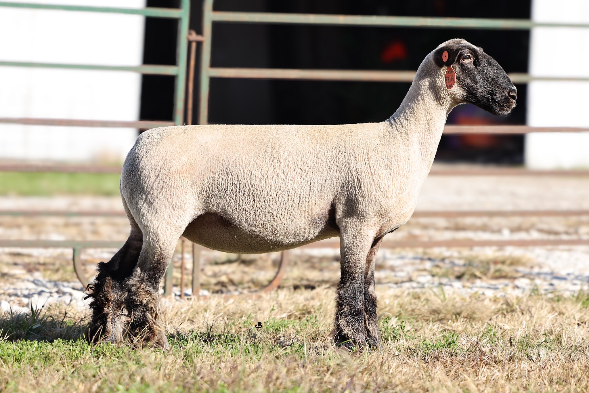 Homann - 22119- Top Tier Son x Hippo bred to Company Man | Facebook