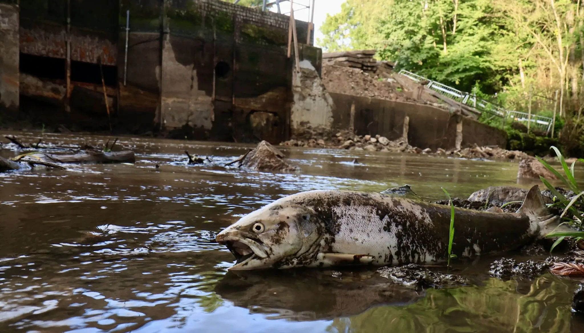 Rååns Fiskevårdsområde | Var i råån för några dagar sen och såg många ...