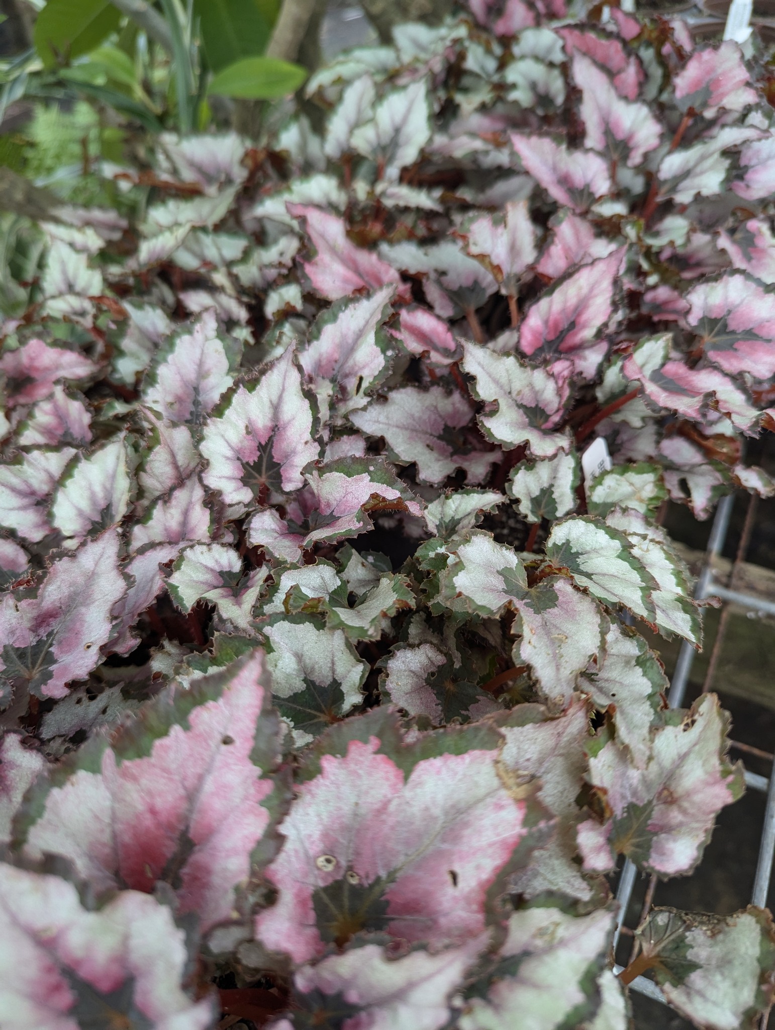 Gene's - Red Robin Rex Begonia is a compact and dramatic rex-type ...