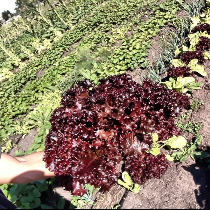 La lechuga Lollo Rossa es una... - Ecourbano Libertad