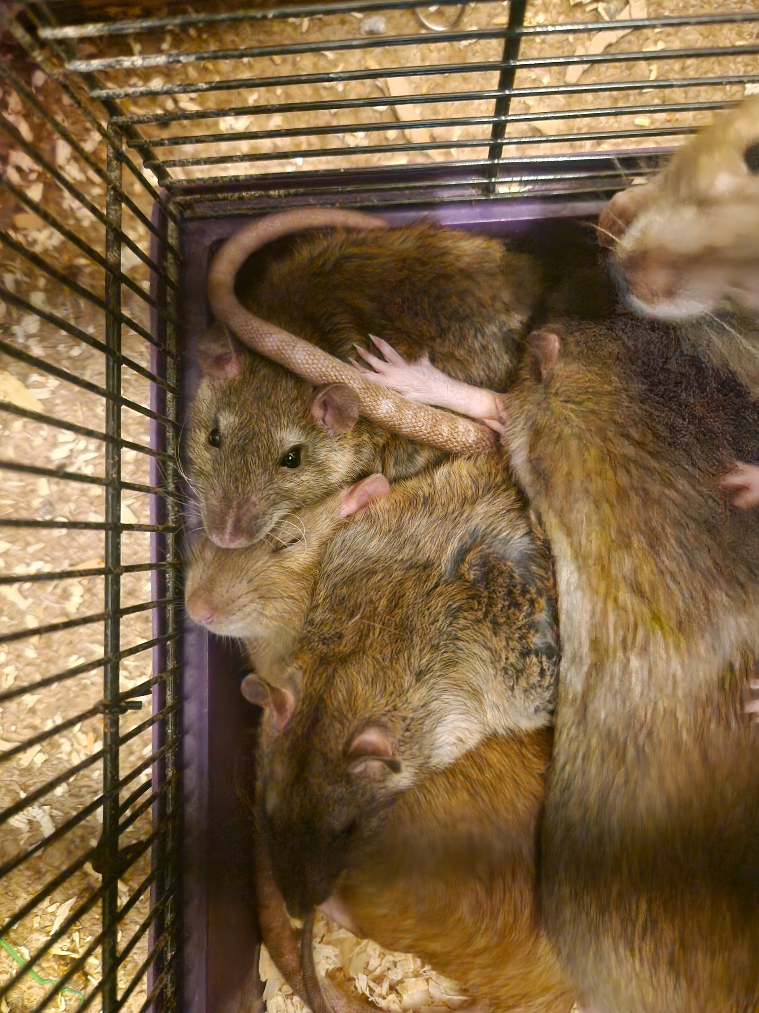 Kabuki Rats - Hello everyone. As of today, I will no... | Facebook