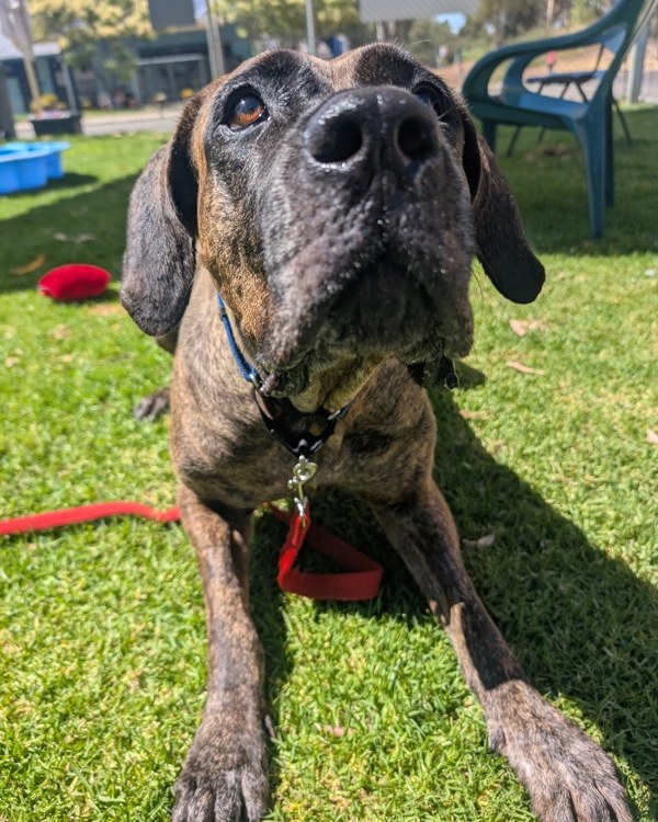 RSPCA WA - RSPCA WA added a new photo — at Sir James...