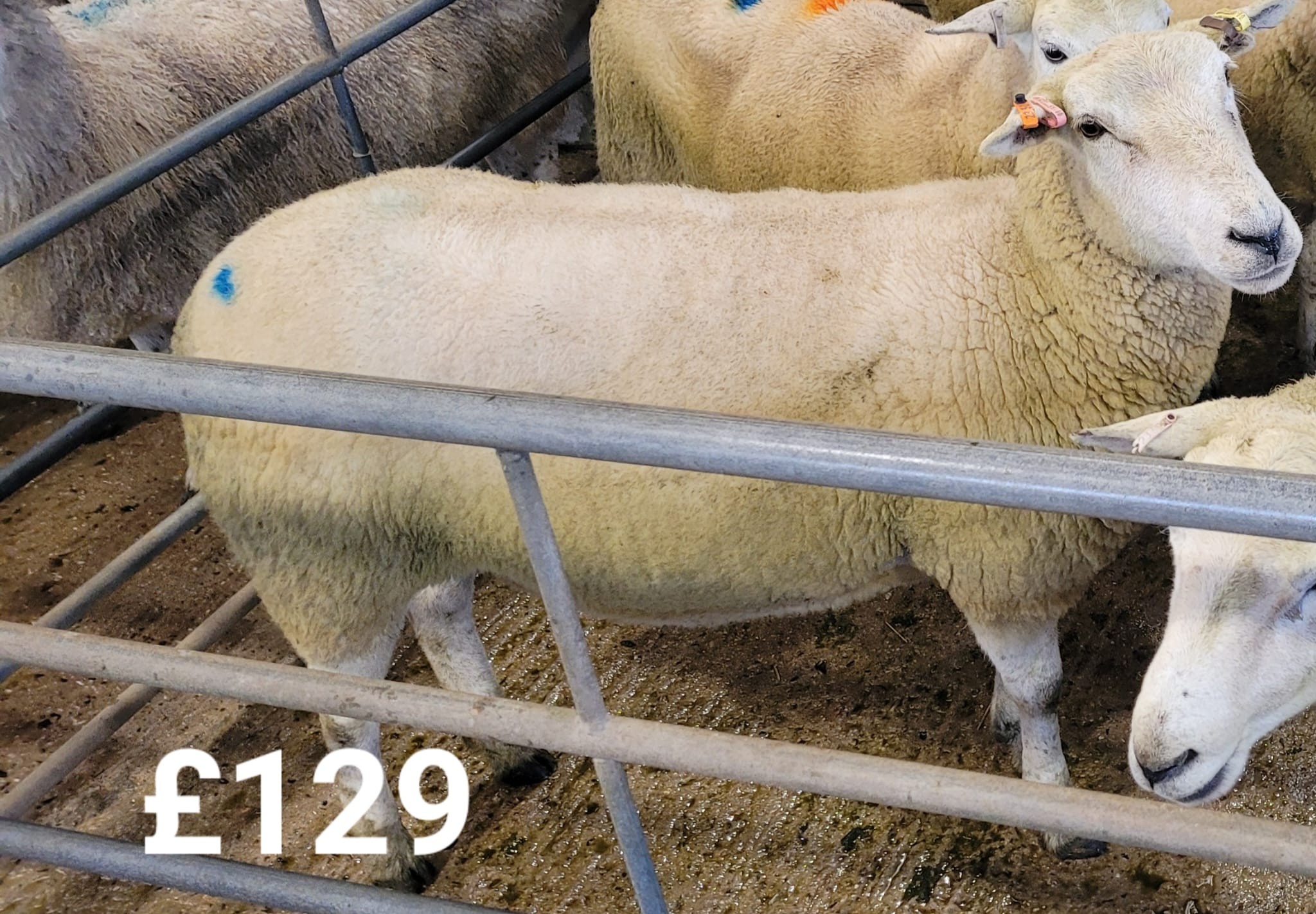 Lodge & Thomas -... - Lodge & Thomas - Agriculture & Auctions