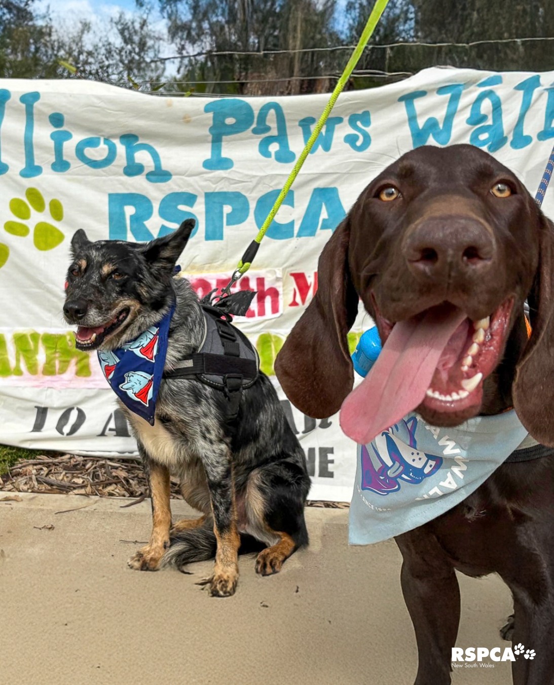 RSPCA NSW - Name: Charlie Animal ID: 418114 Age: 10 years 9 months ...