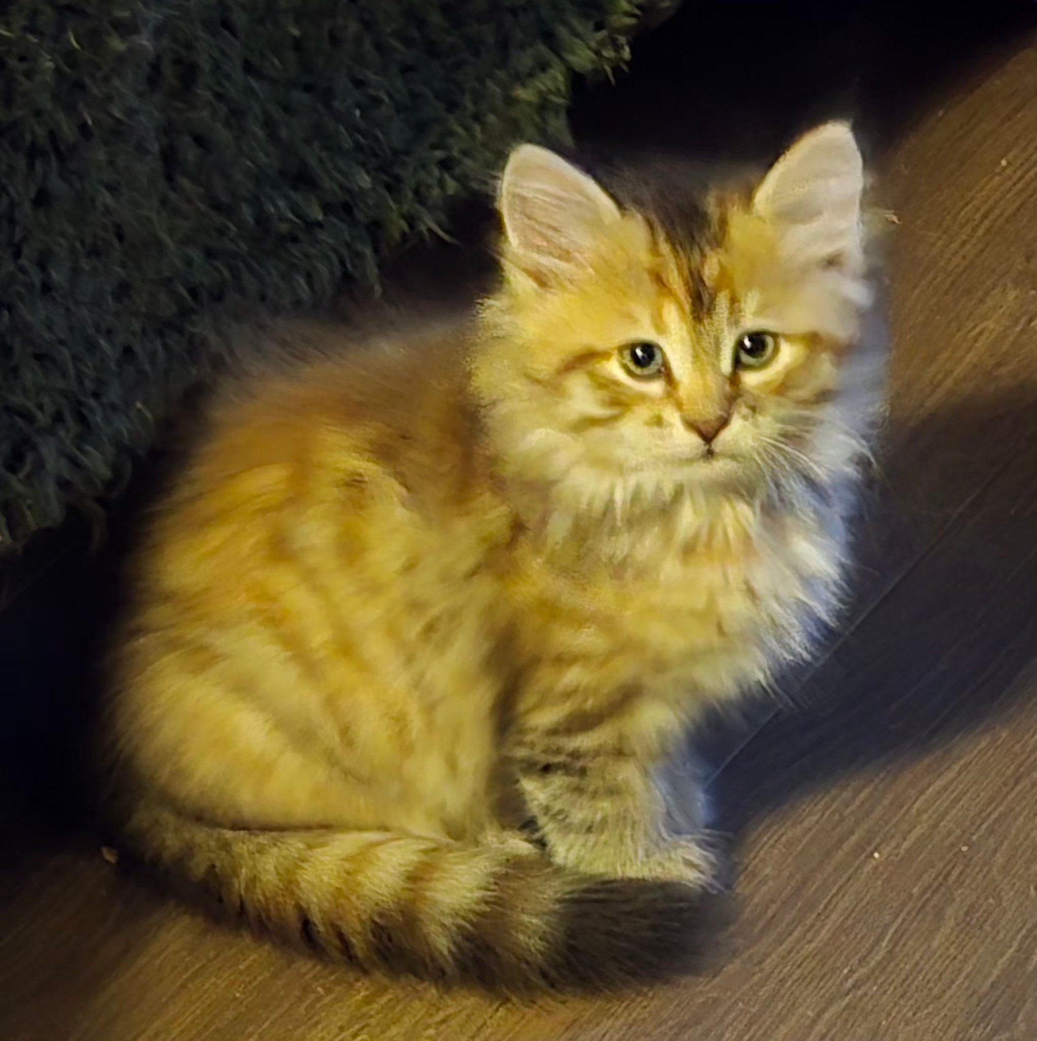 Male Siberian kitten Pedro, black blotched tabby, 3 months & 1 week. 😻 ...