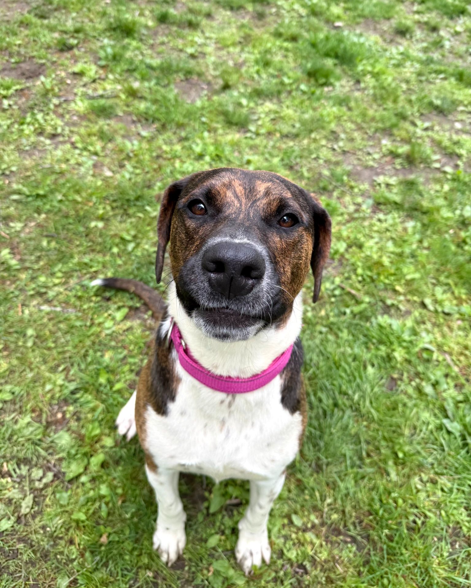 UPDATE: Adopted Meet Lisa, one of our newest arrivals 🤎 This