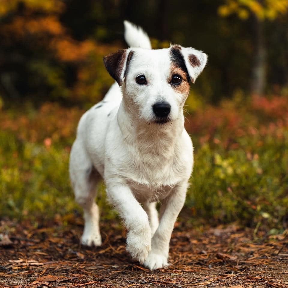 east-wonders-kennel-jackrusselinterrieri-sisko-ja-sen-veli-facebook