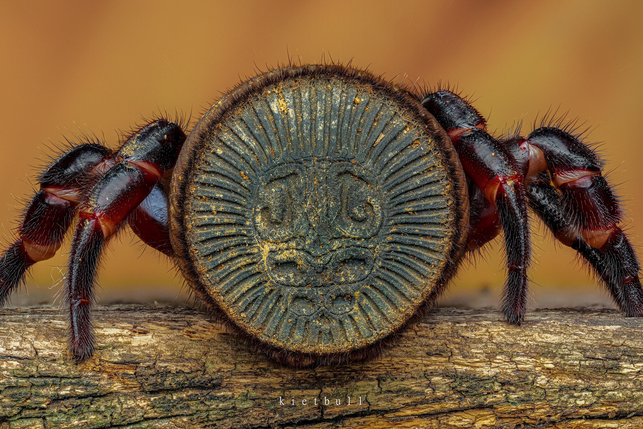 Aztec coin found near Chinese hourglass spider