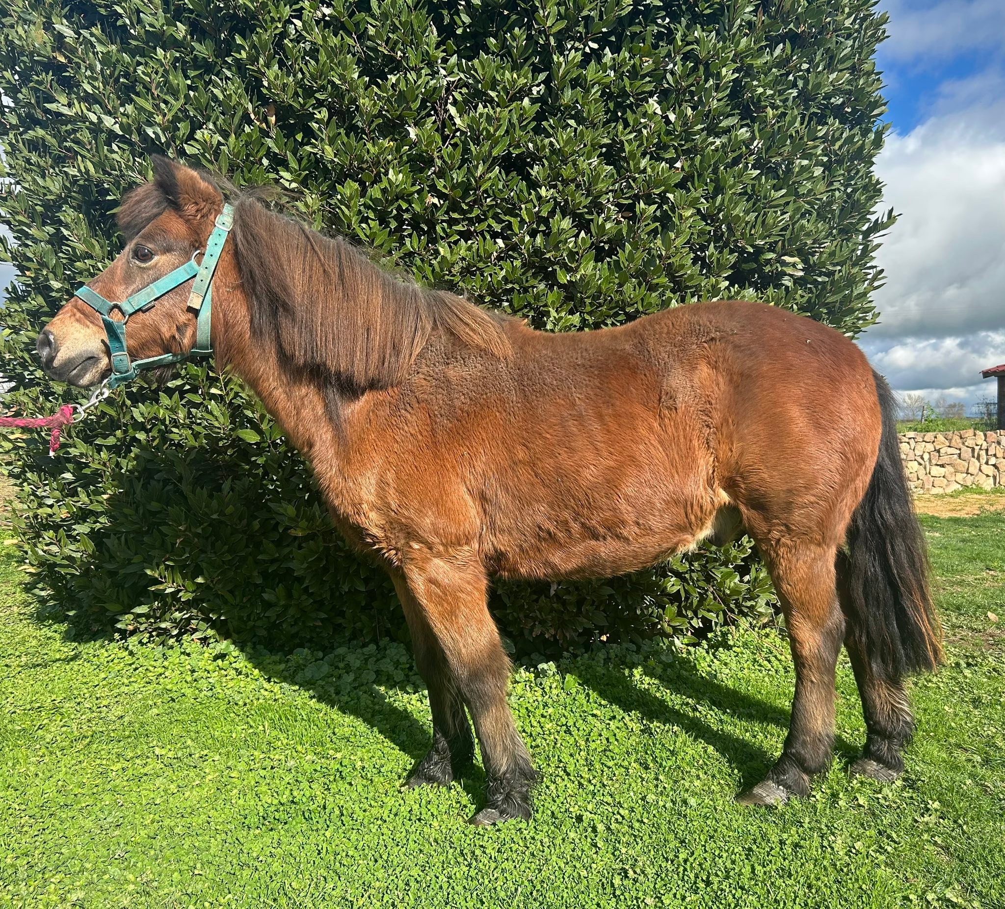Caroline Bourgier - Achat/Vente et Valorisation du cheval added a new ...