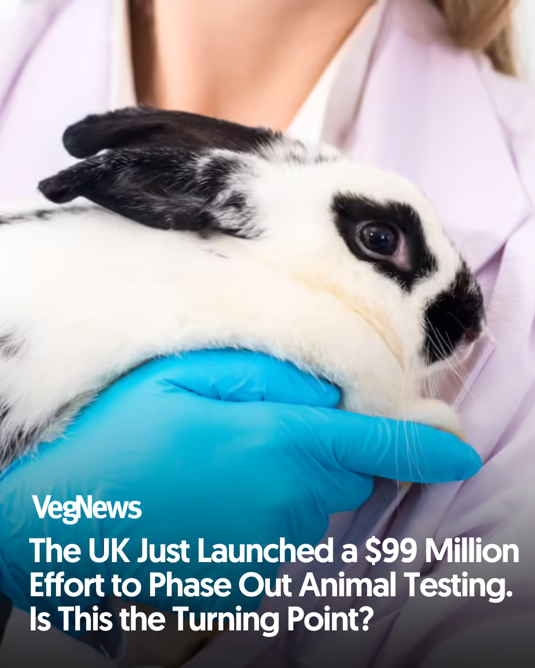 VegNews - The UK unveils a new roadmap to phase out animal... | Facebook