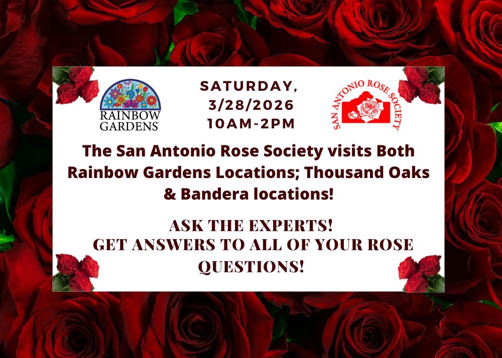 The SA Rose Society Visits BOTH Rainbow Gardens Locations!