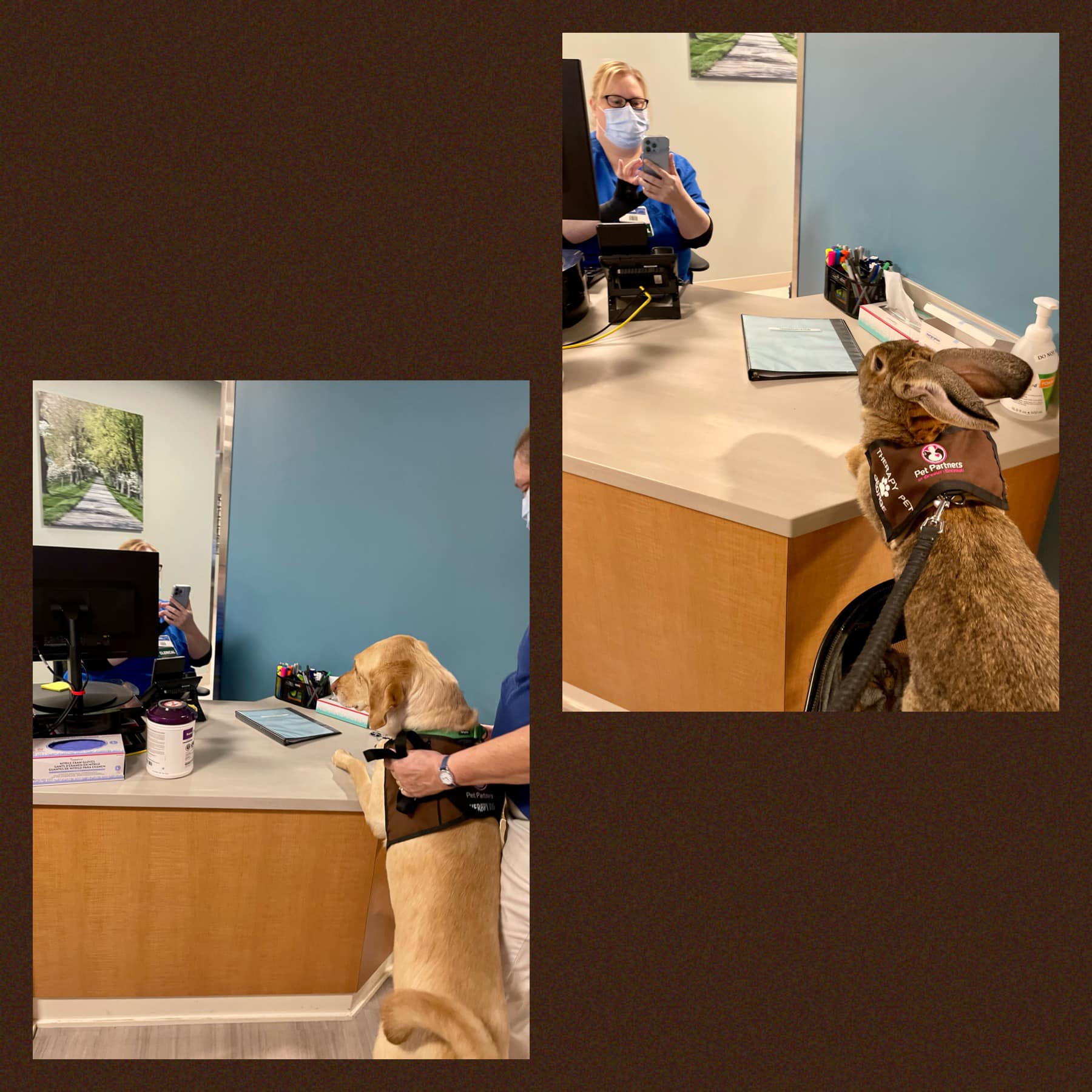 George and Cody know the first... - Therapy Rabbit George | Facebook