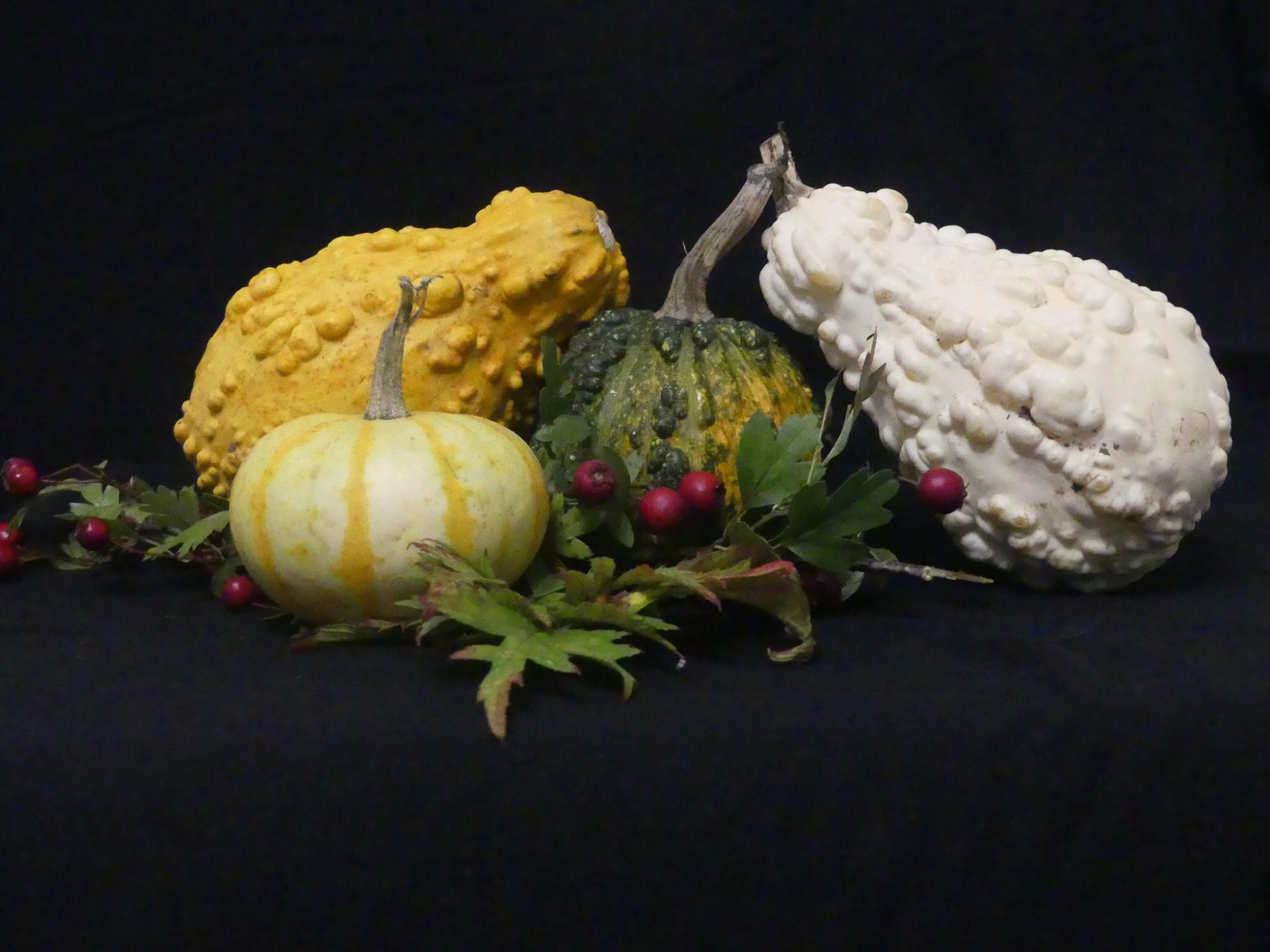 South - Some weird and wonderful pumpkins photographed by Sian Bevan ...