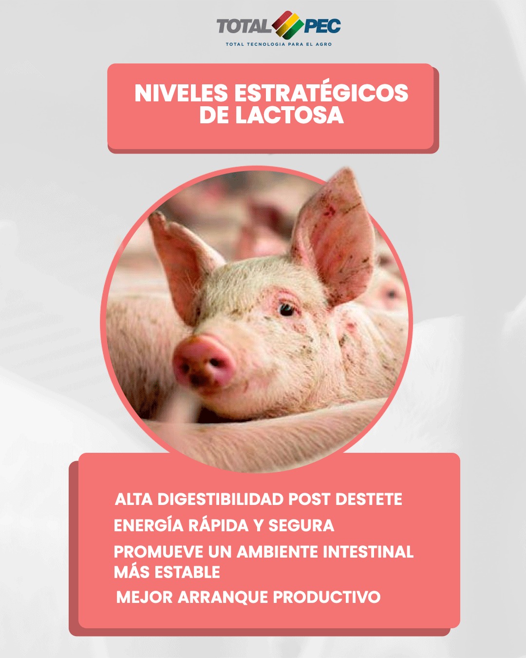 Totalpec | Santa Cruz de la Sierra