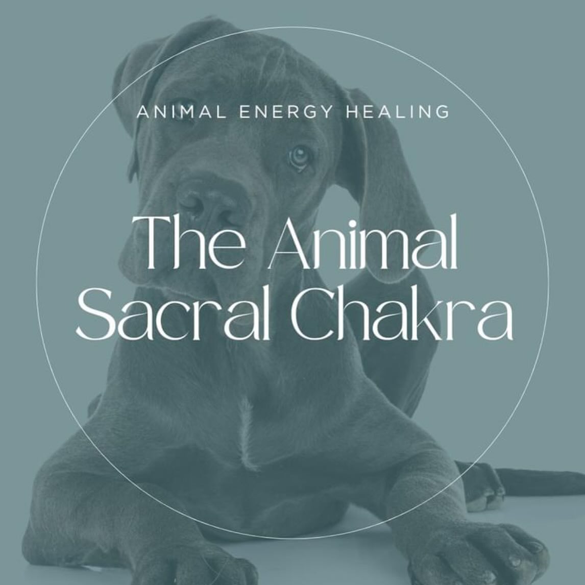 Animal - 🌈 Understand Your Animal's Sacral Chakra 🌟 The sacral chakra ...