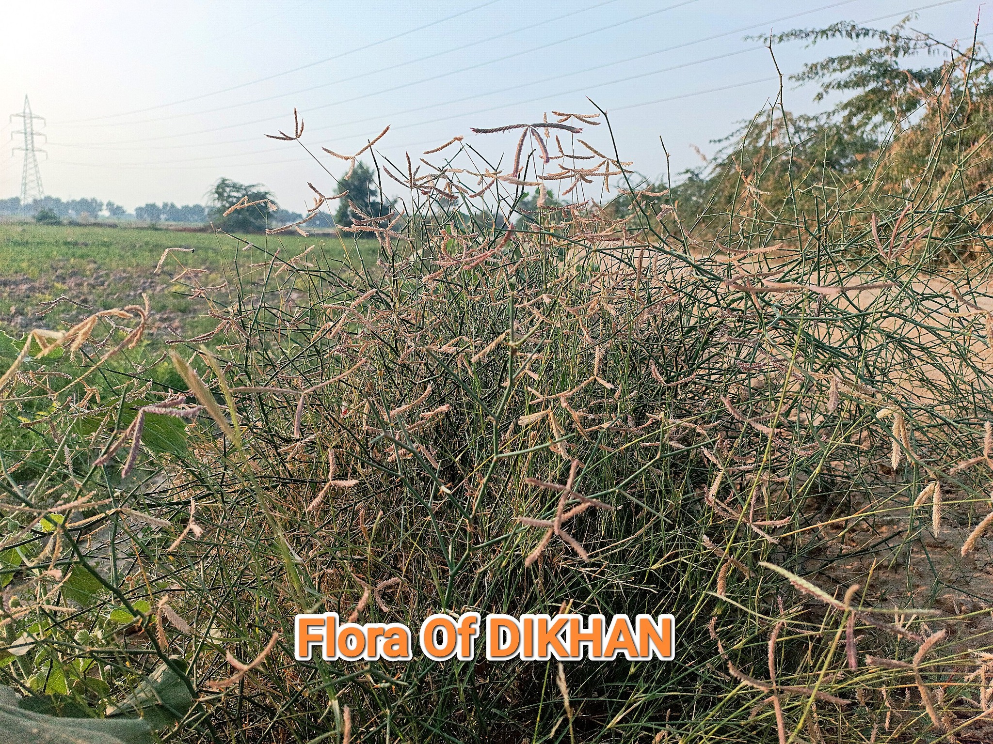 Flora Of DIKhan | Dera Ismail Khan