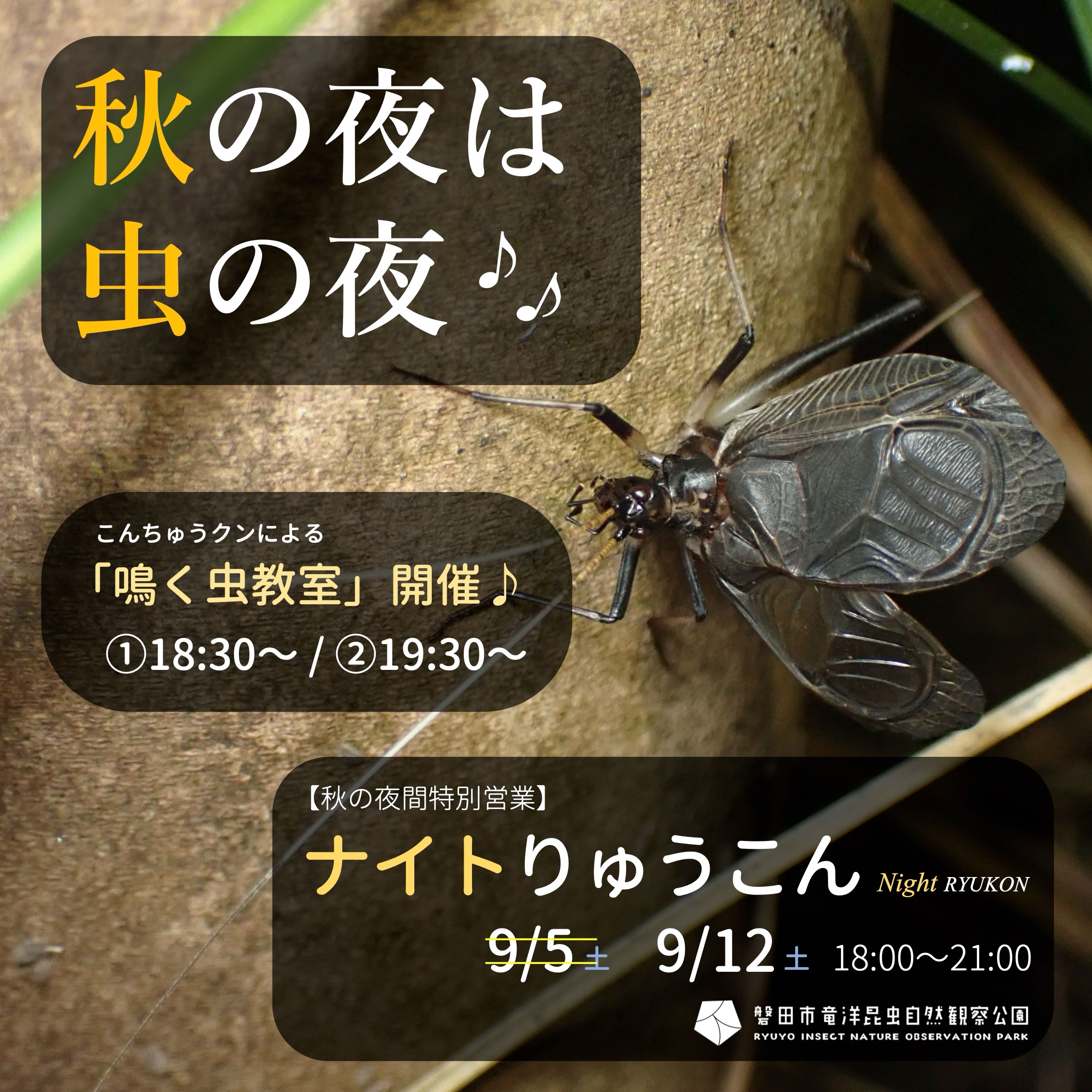 ゴキ展見どころ②世界のゴキブリ標本展示／ 標本展示がパワーアップ