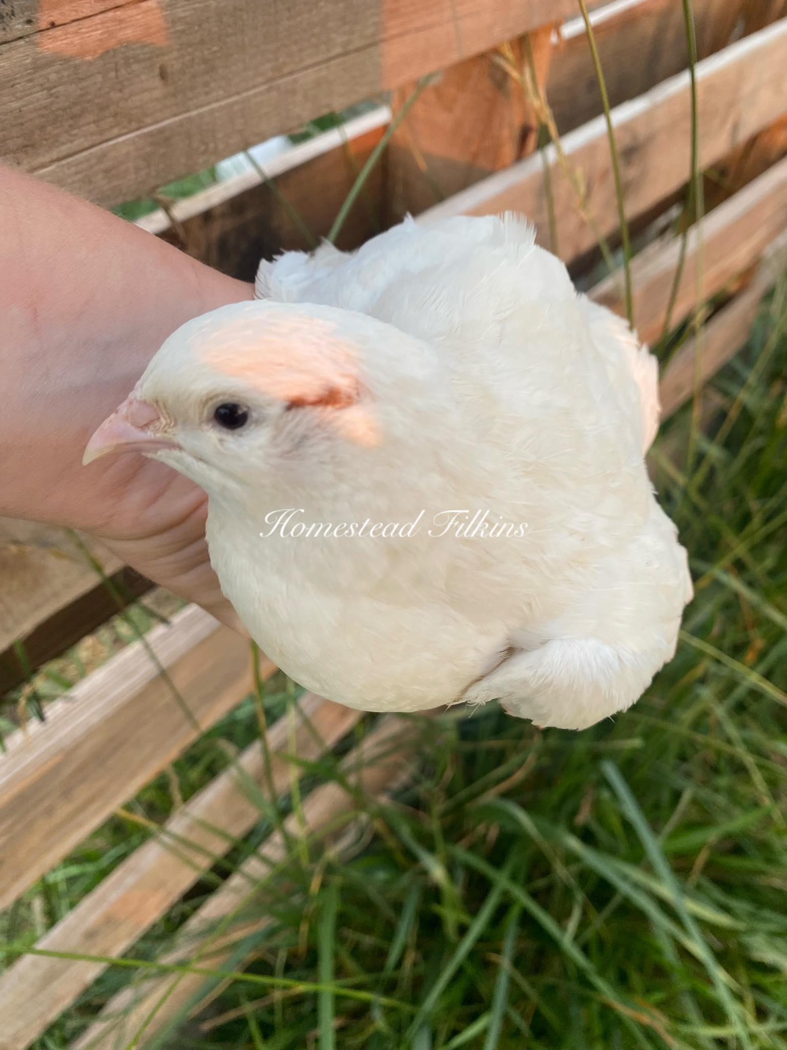 Good morning, peeps! This is a Blue Sparkly Coturnix quail