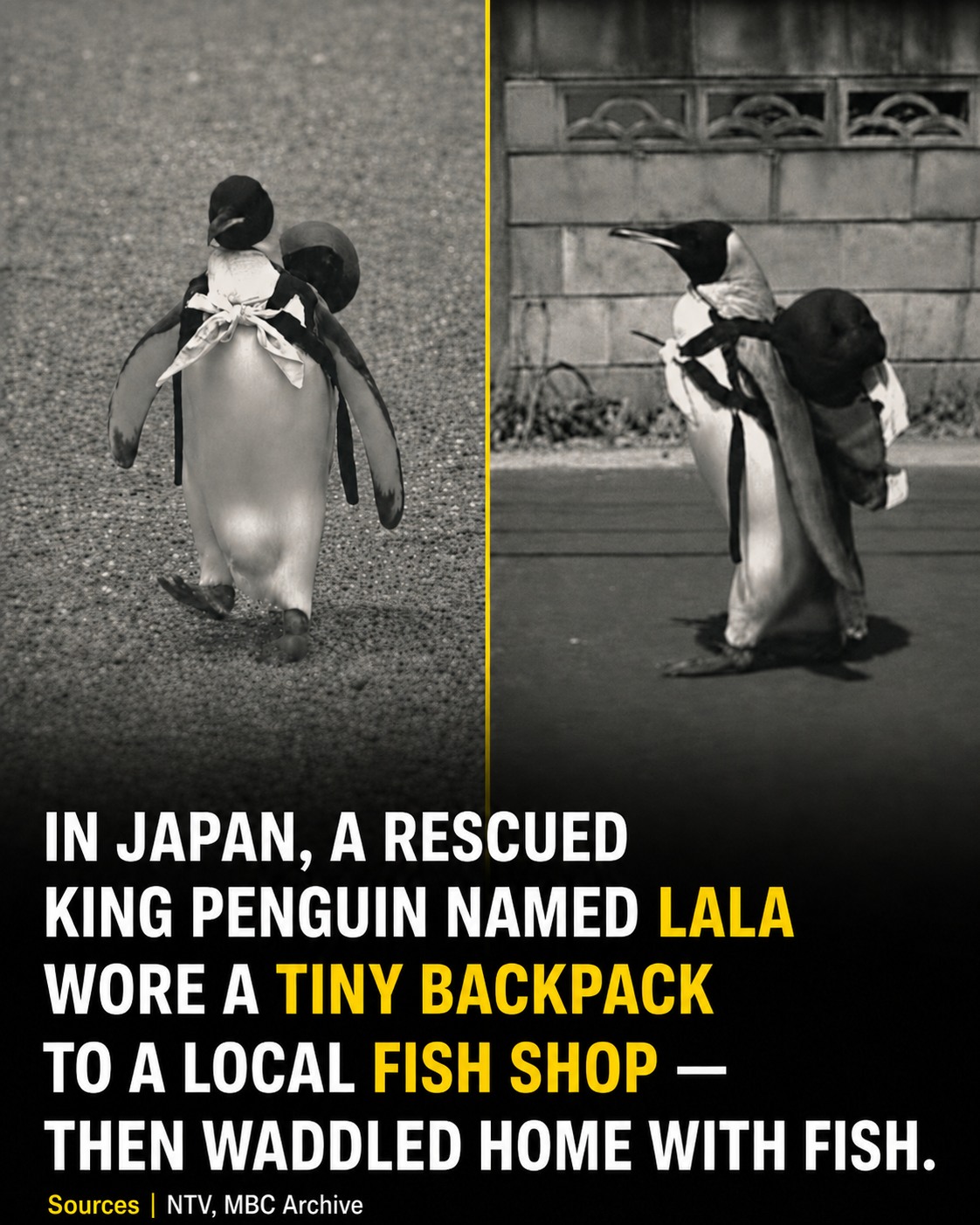 I Heart - A penguin with a tiny backpack once became one of