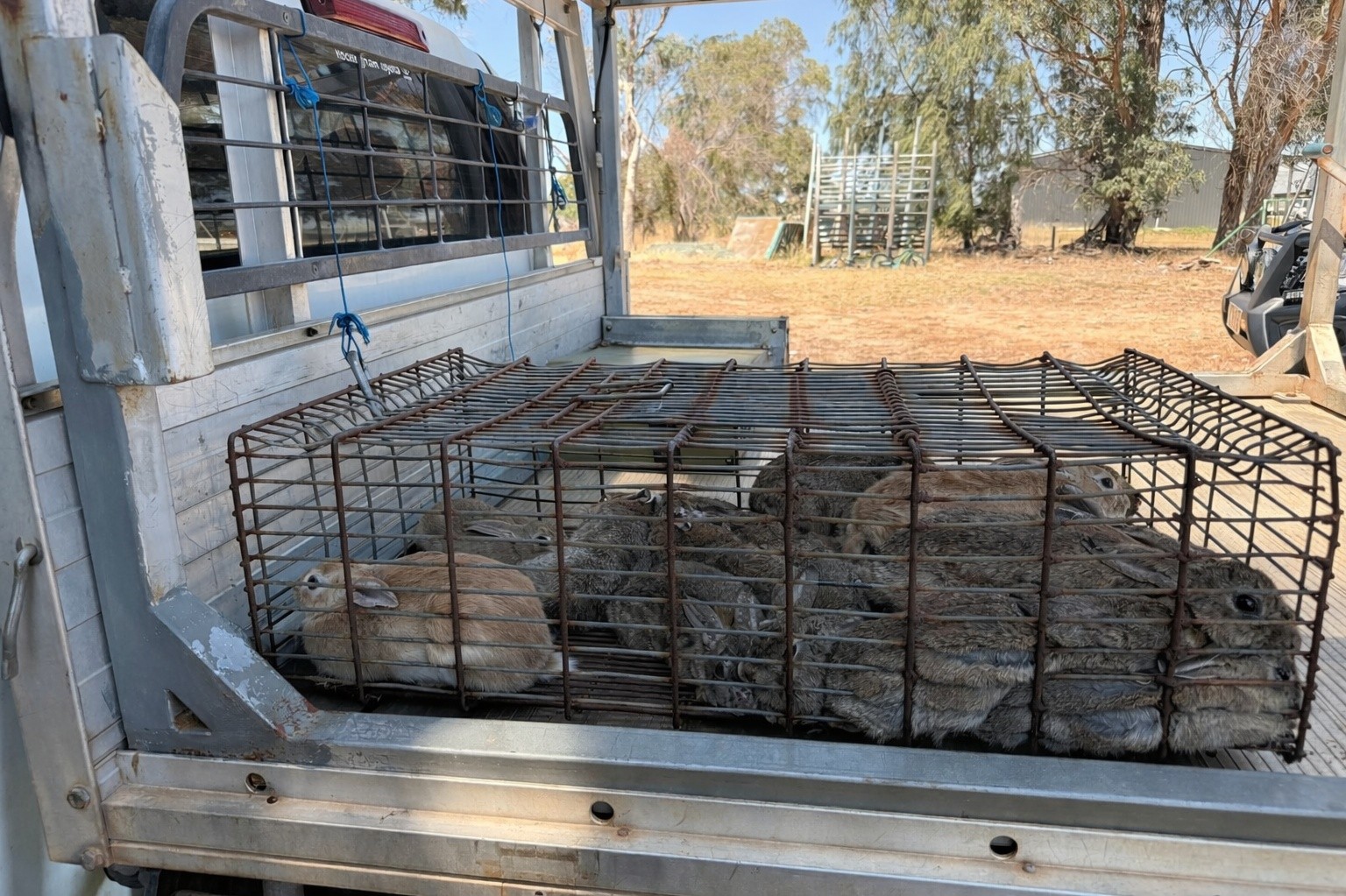 Another load of rabbits caught... - WA Feral Animal Service | Facebook