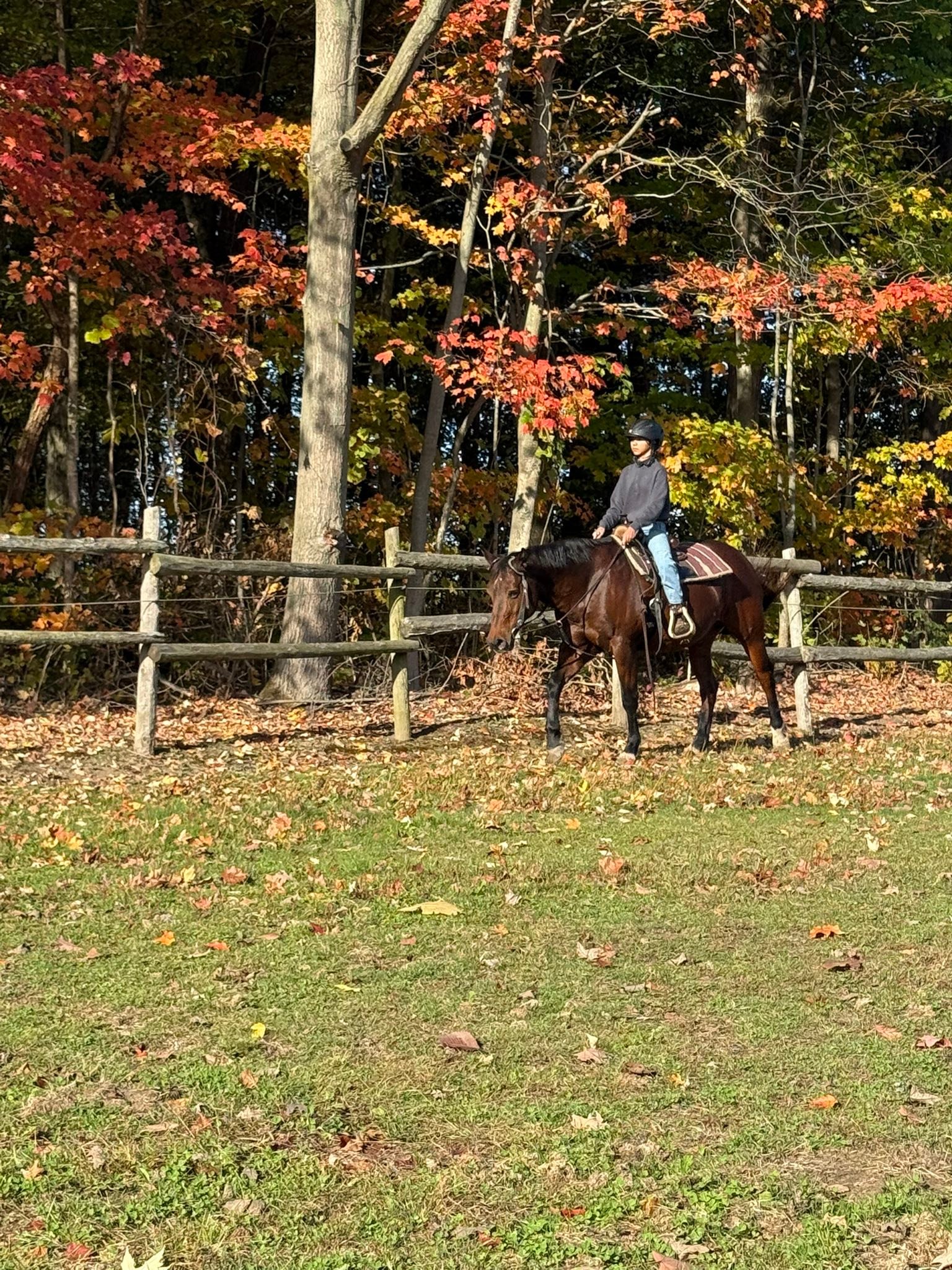 Carousel Stables added a new photo — at... - Carousel Stables