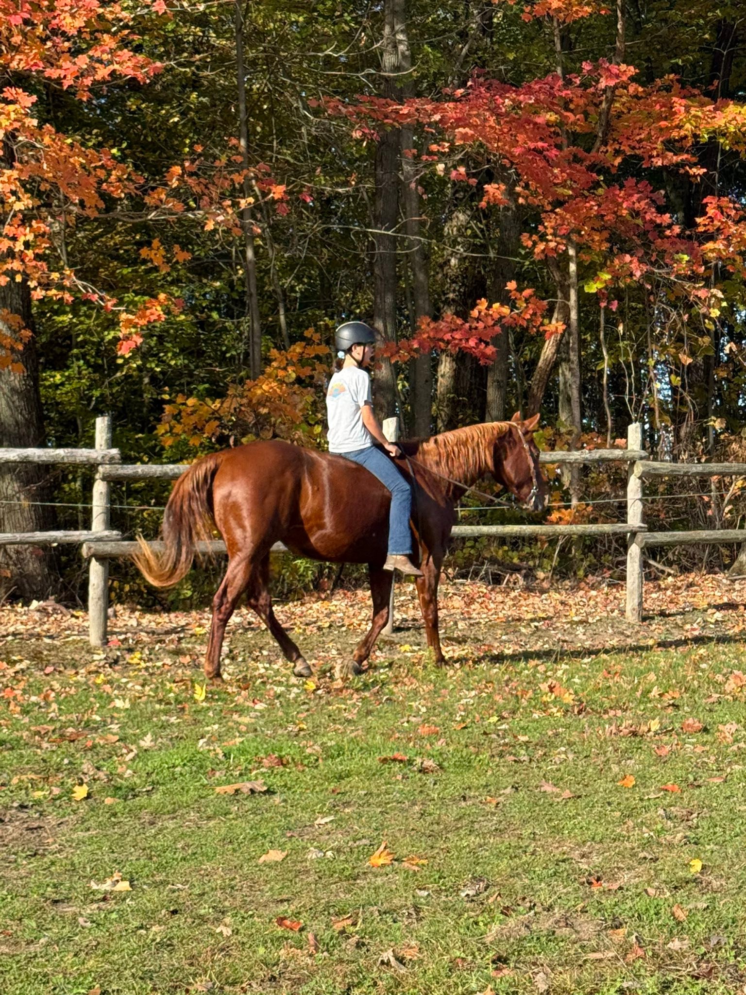 Carousel Stables added a new photo — at... - Carousel Stables