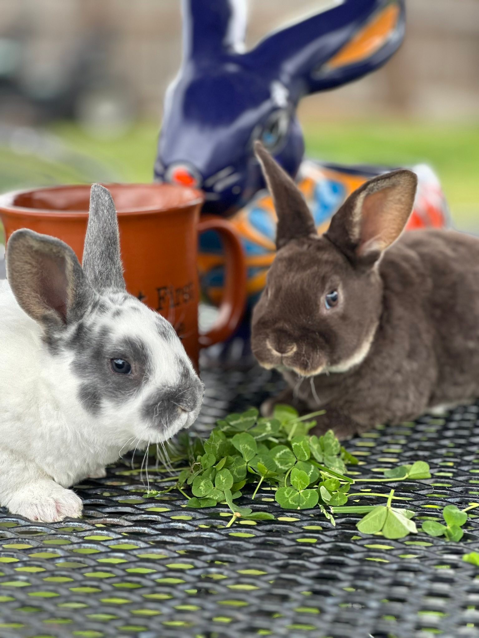 Northwood Lops