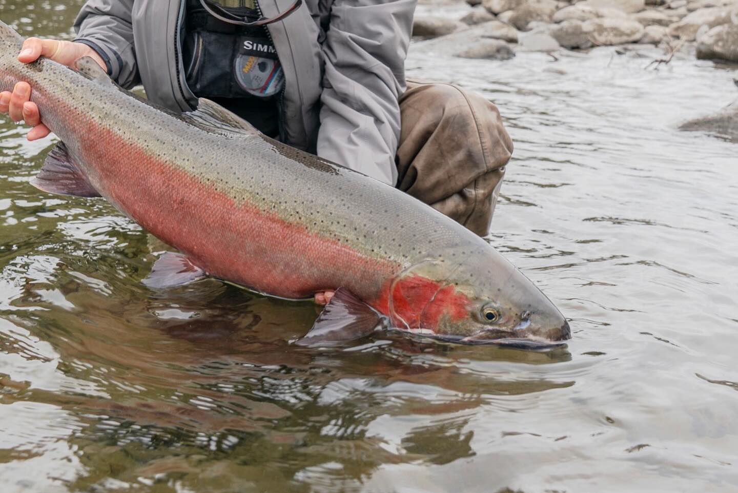 Big steelhead on dry fly in... - Keith Rose-Innes Flyfishing | Facebook
