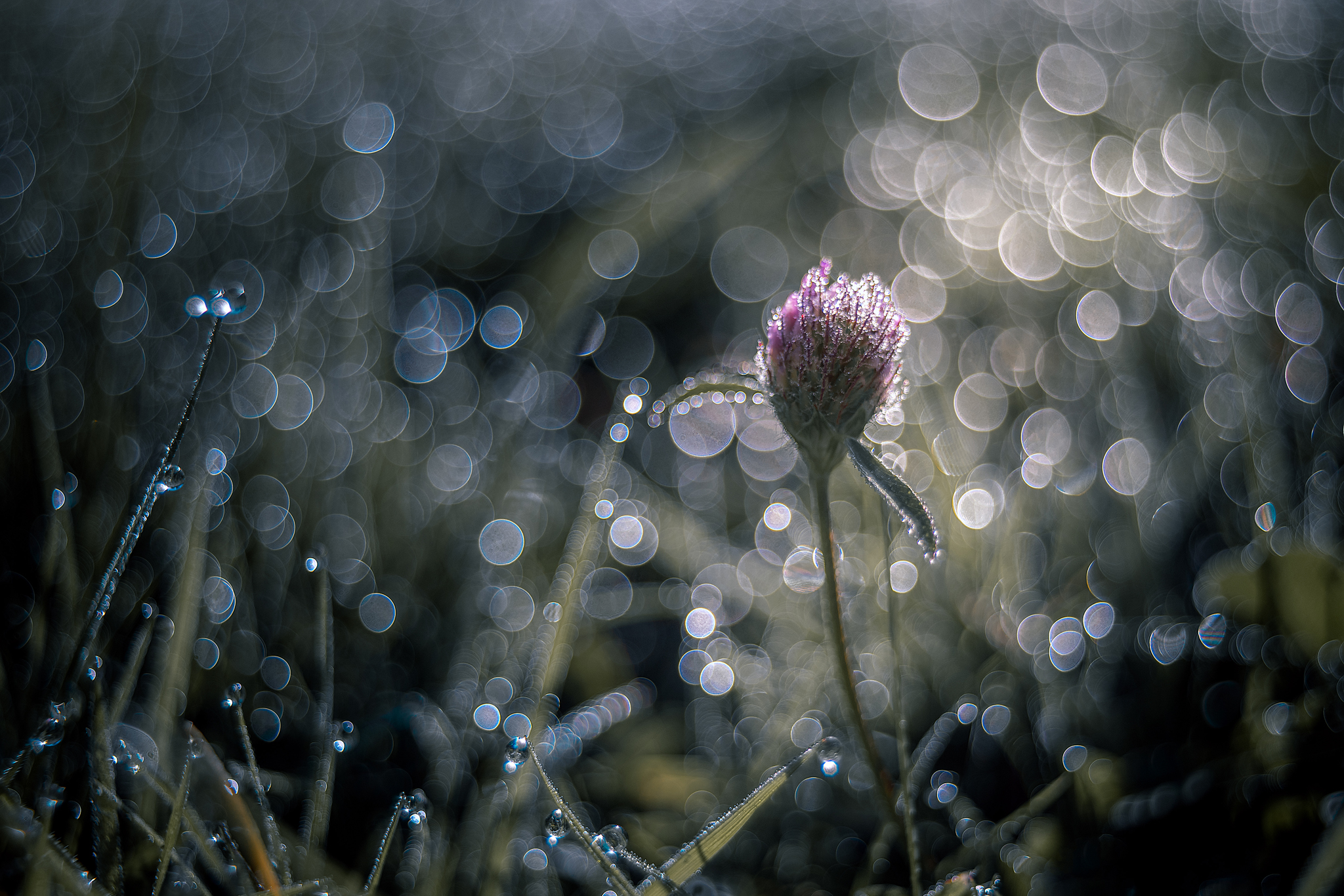 The bubbles of Pentacon 30mm F3.5 with 13mm ring