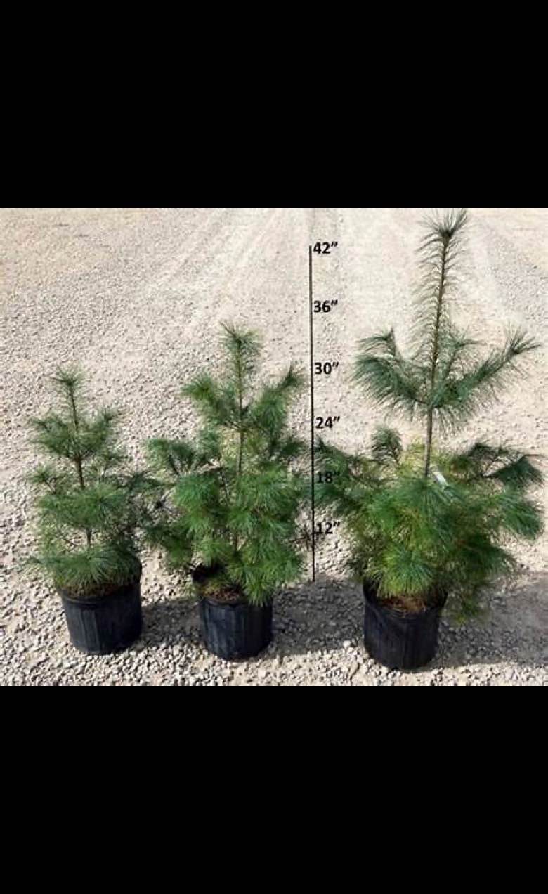 Fir and Pine Trees 🌲 - Plants & Seedlings - Plymouth, Indiana ...