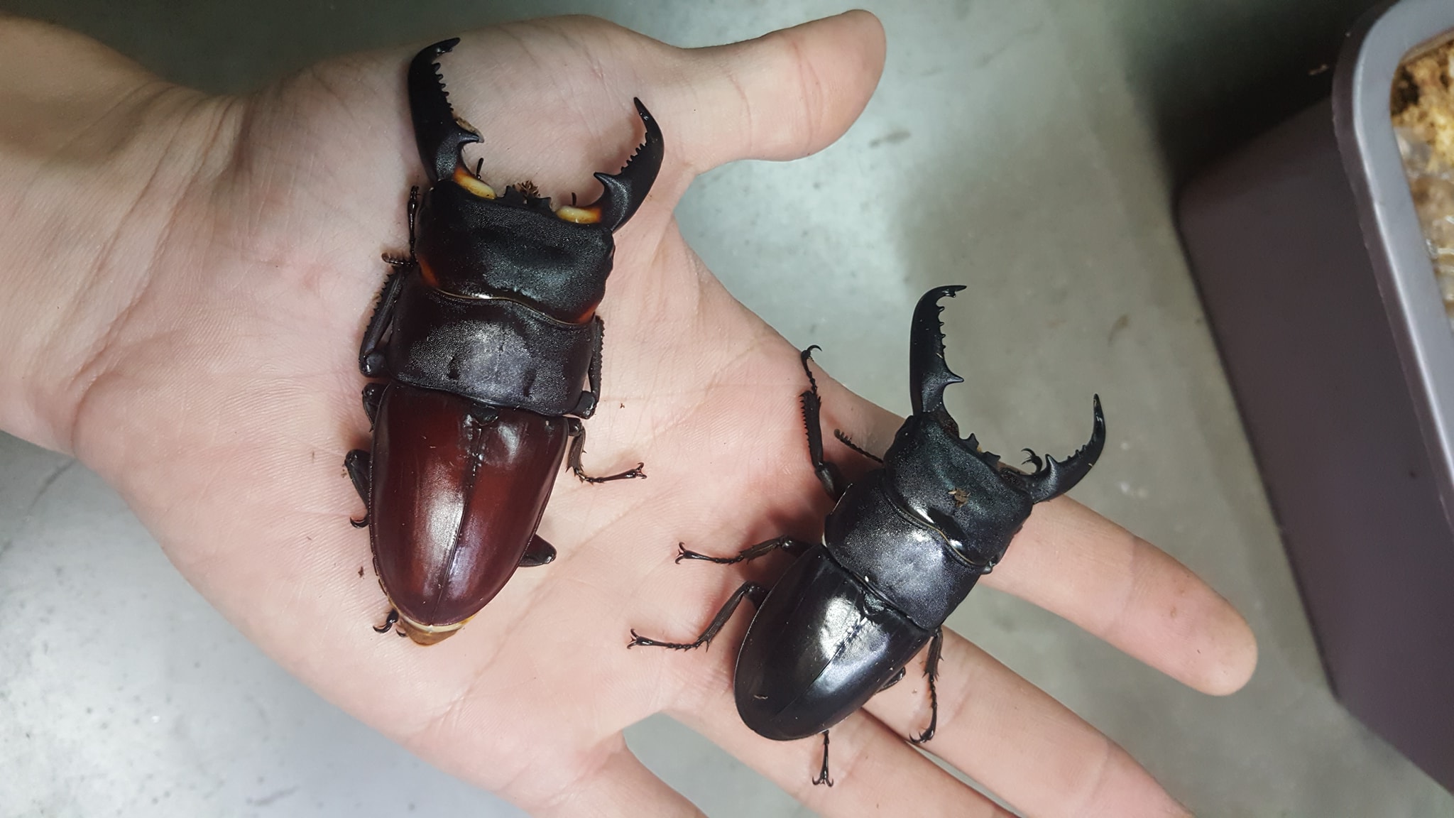 Royal Beetle - The 7th and 8th Dorcus titanus palawanicus...