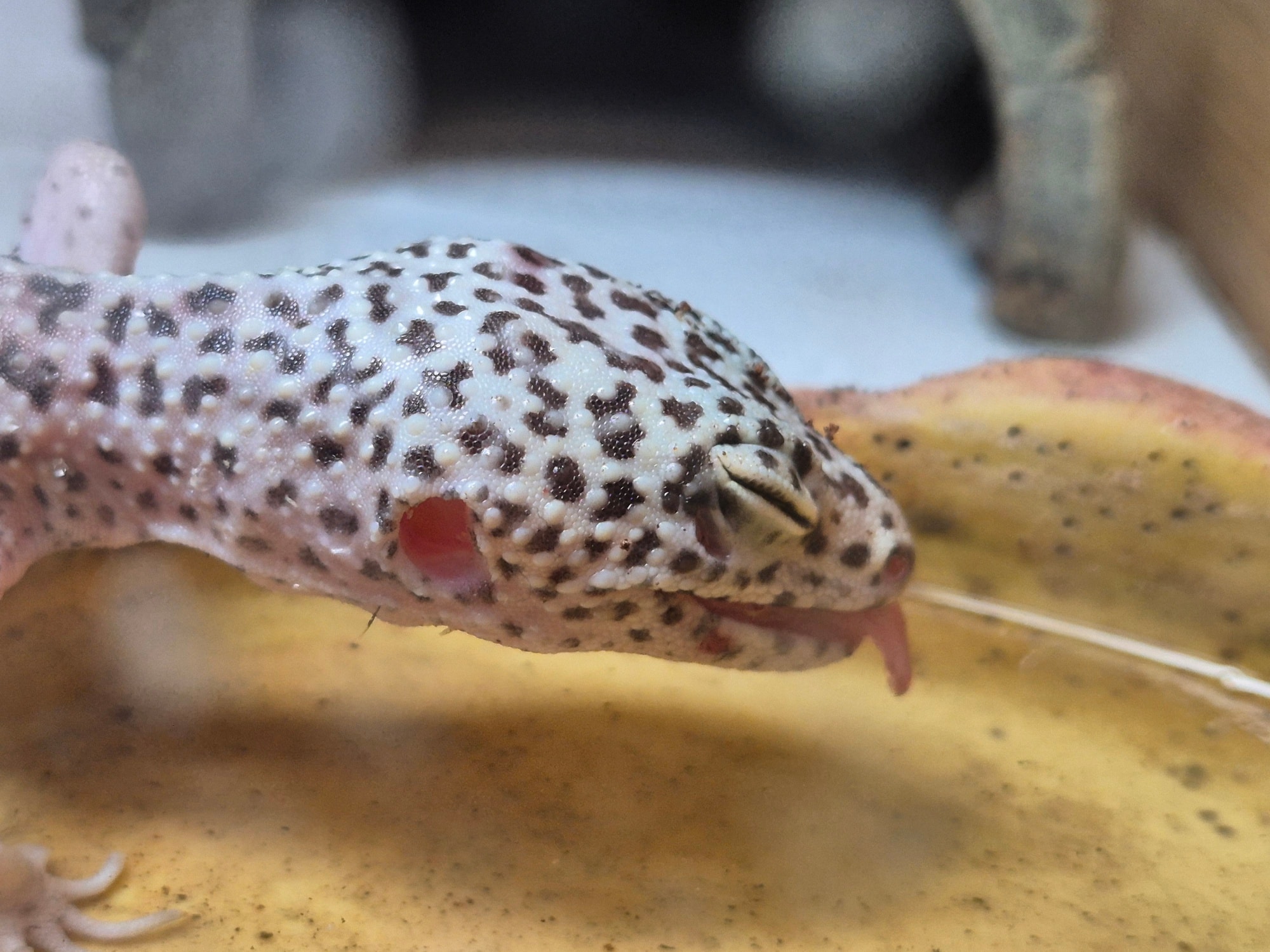 Walpole 'Codicote' Reptiles... - Walpole 'Codicote' Reptiles