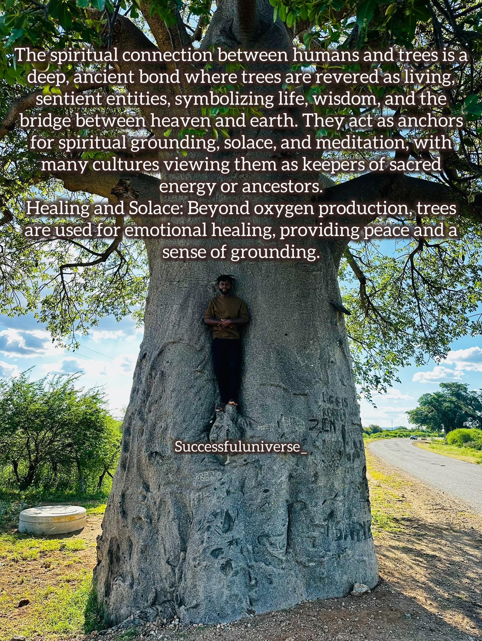 Su - The spiritual connection between humans and trees is a deep ...