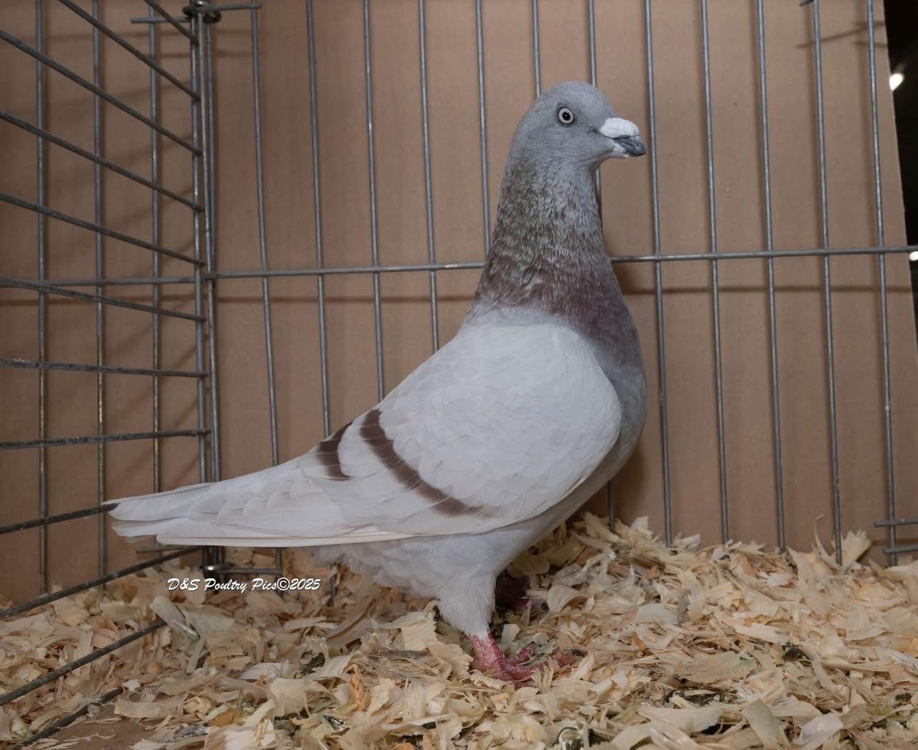 Pigeons Lovers of all kinds... - Pigeons Lovers of all kinds