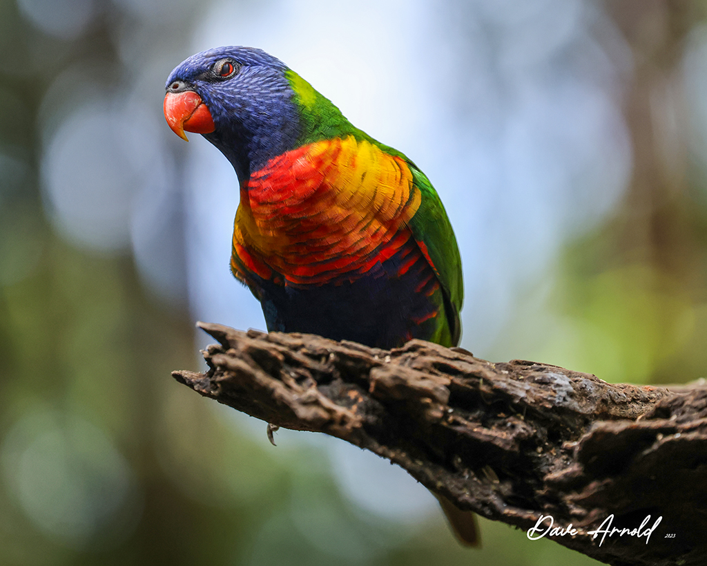 Dave - Rainbow Lorikeet - giving me a very condescending look ! | Facebook