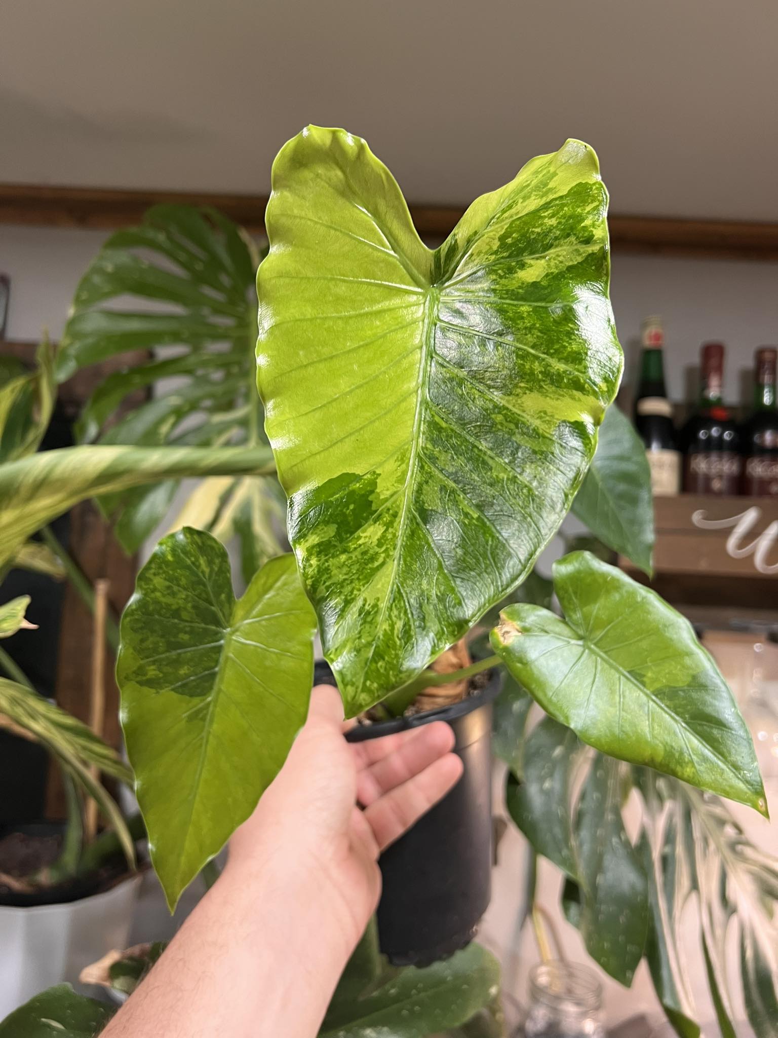One of our favorite leaf shapes ever! 📸 Alocasia portei aurea